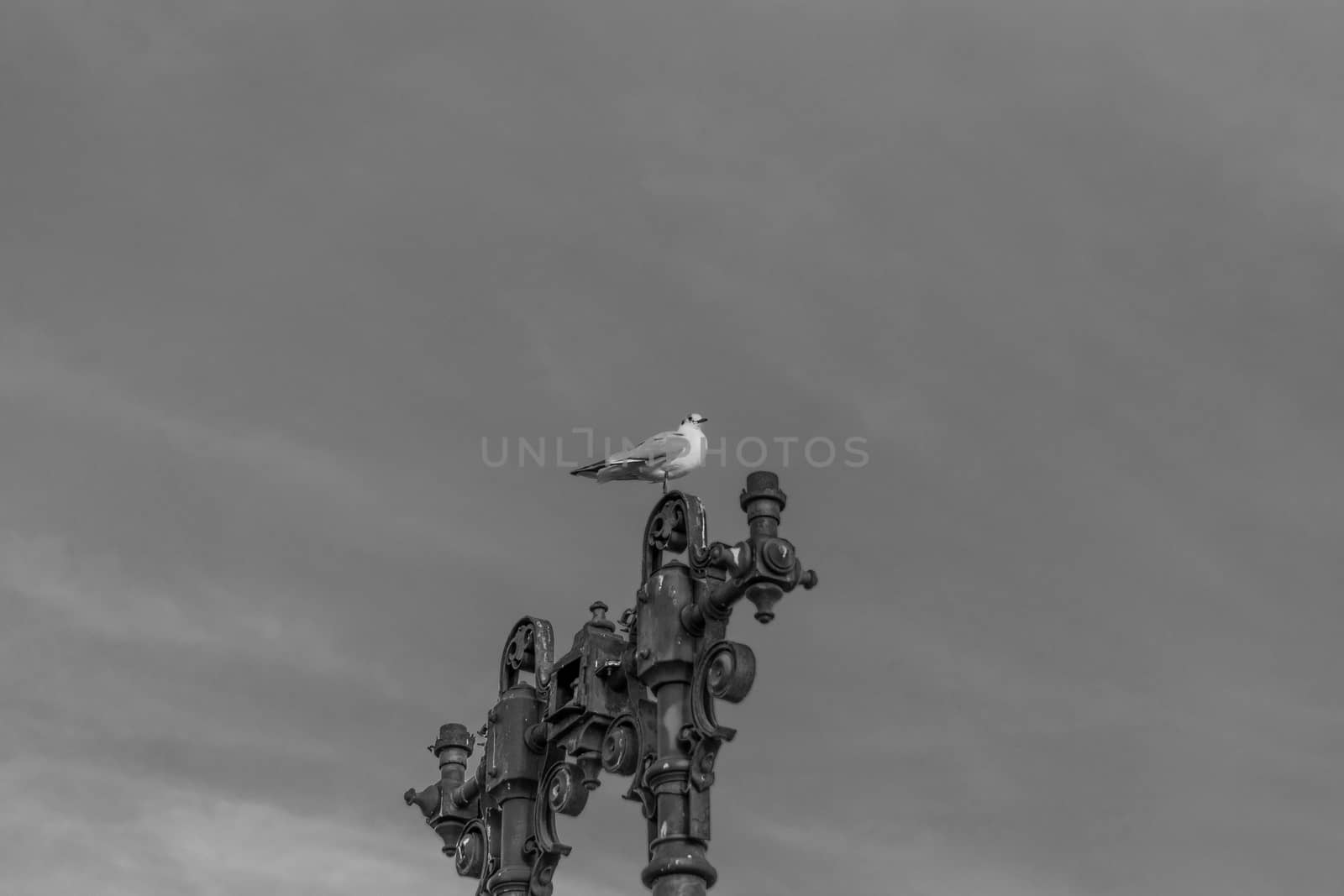 A seagull standing on an old lamp post with some interesting shapes and the sky in the background in black and white, Bucharest, Romania