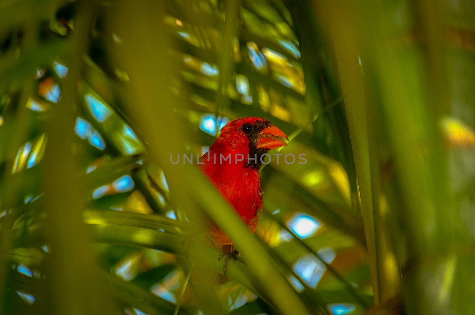 Male Cardinal bird in Areca Palms in Florida