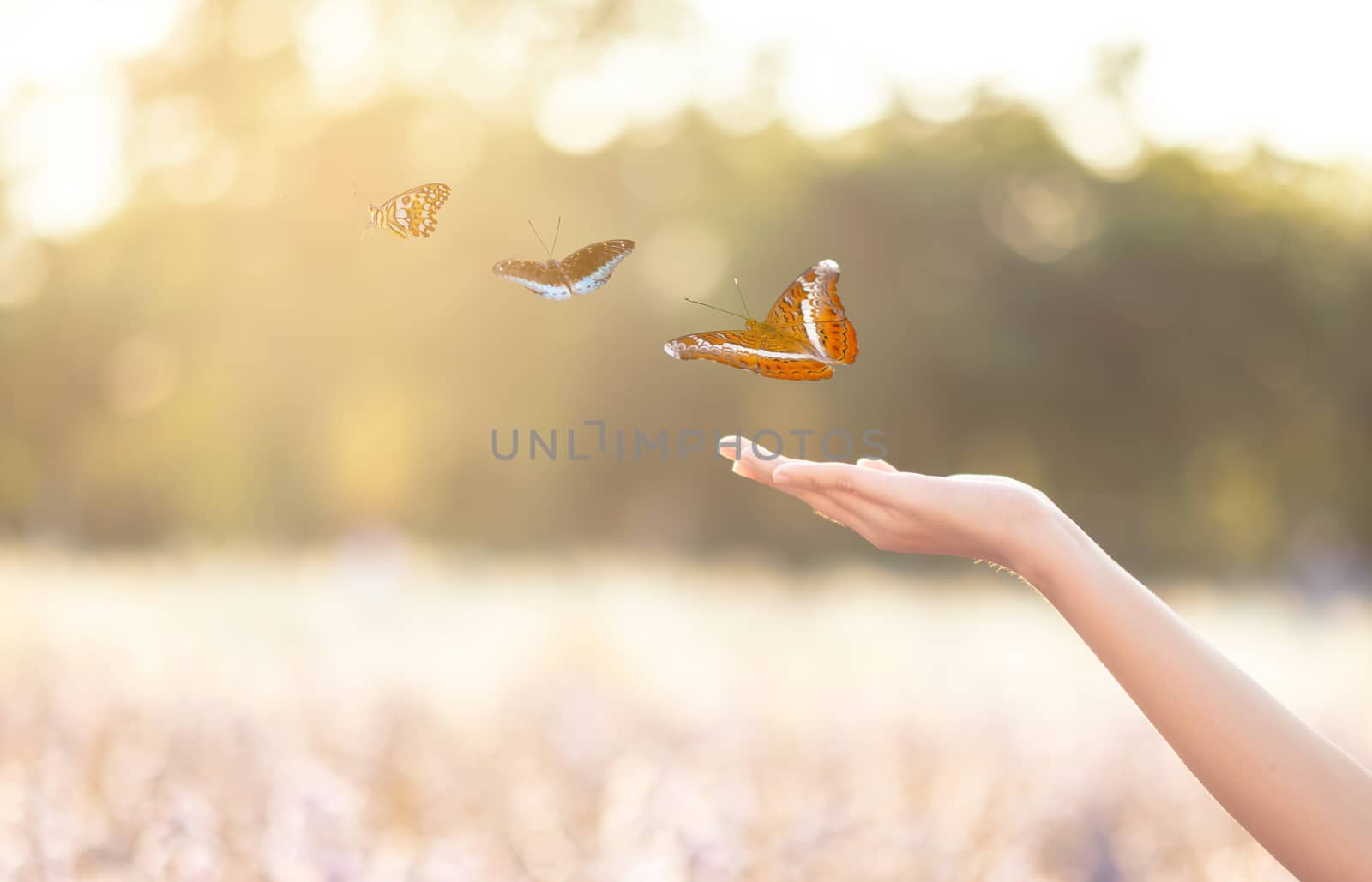 The girl frees the butterfly from the jar, golden blue moment Concept of freedom