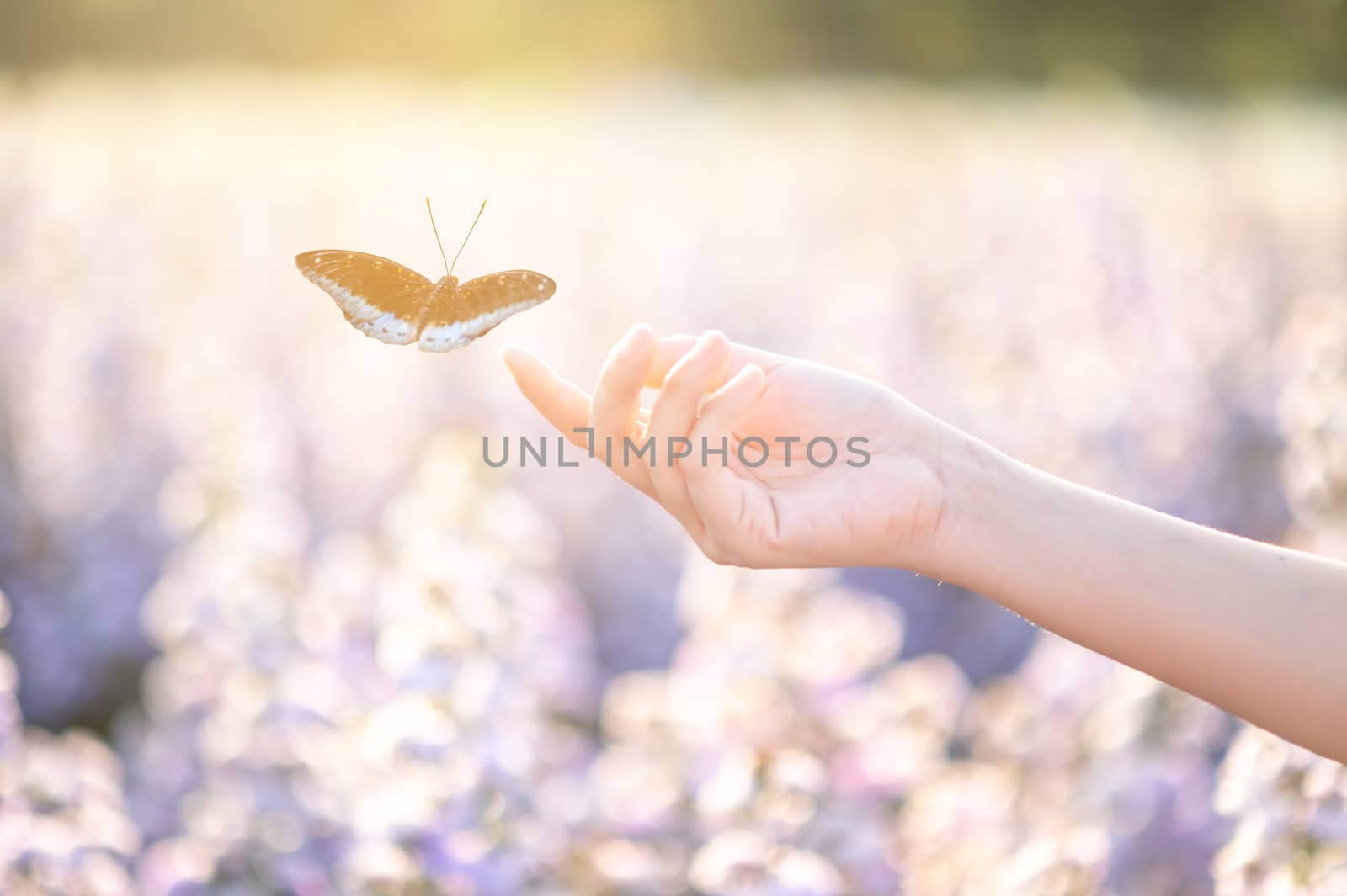 The girl frees the butterfly from the jar, golden blue moment Concept of freedom