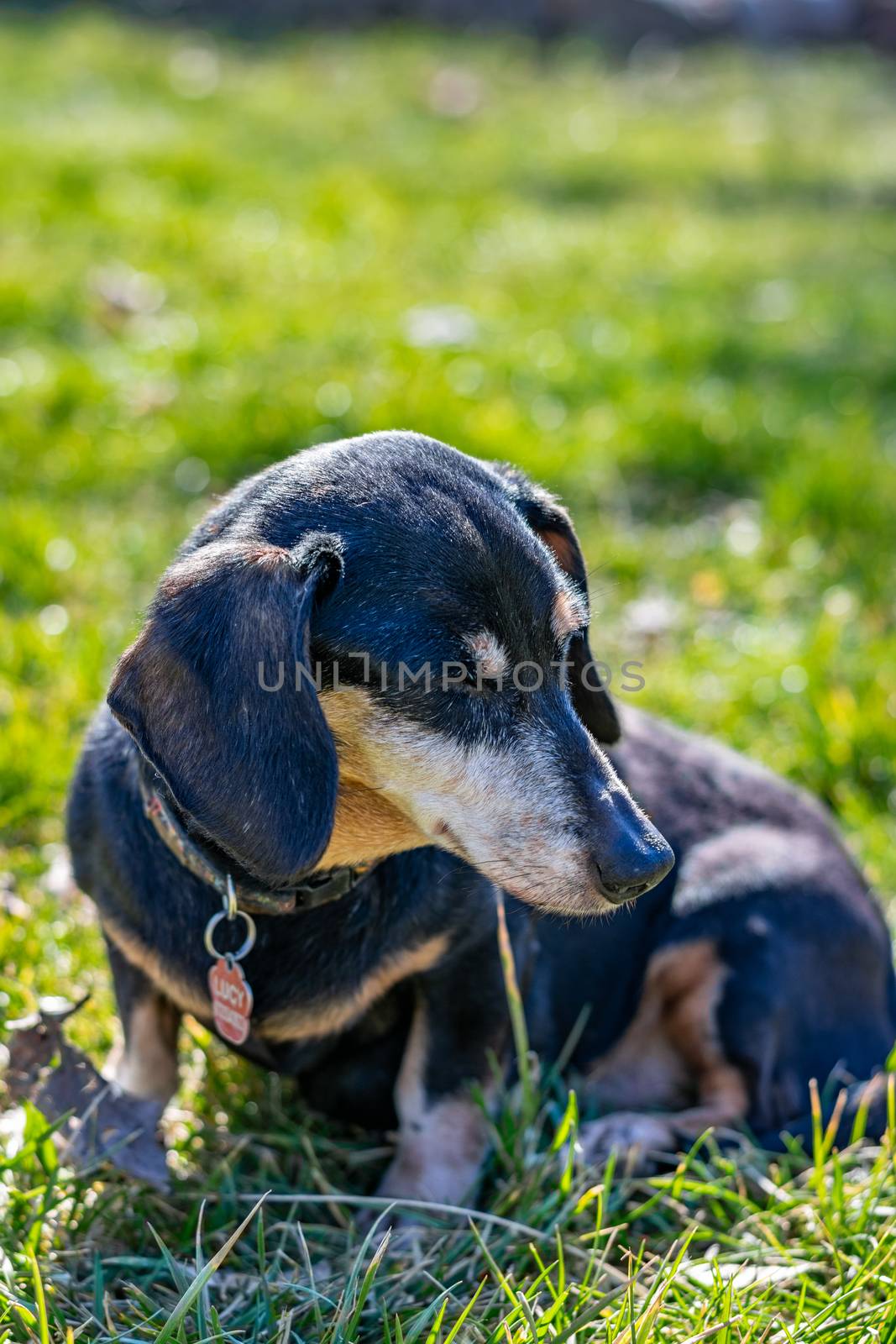 A teckel dog with black fur standing in the grass