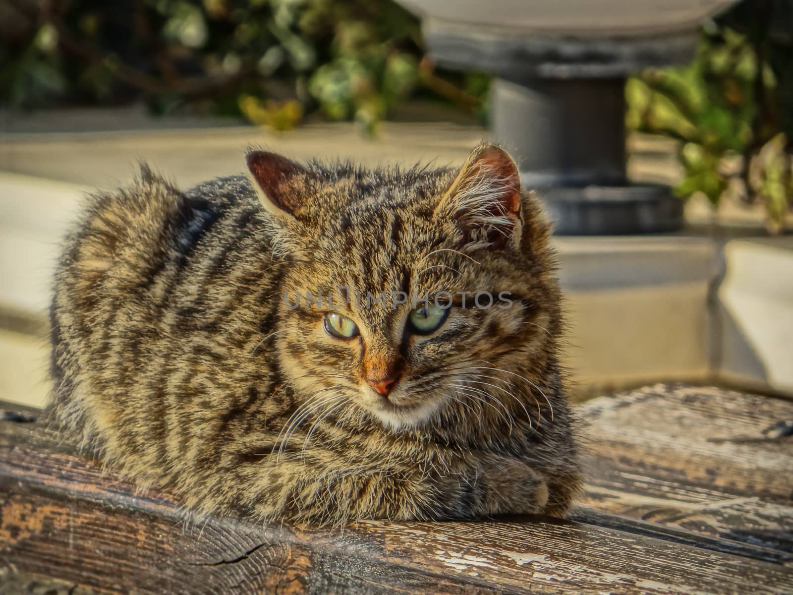 Small and fuzzy street kitty cat sunbathing on a wooden bench.