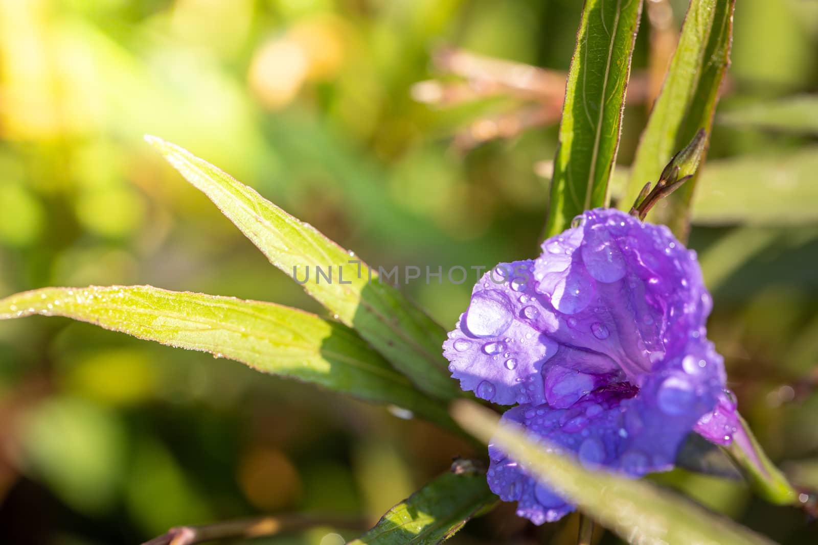 The background image of the colorful flowers, background nature