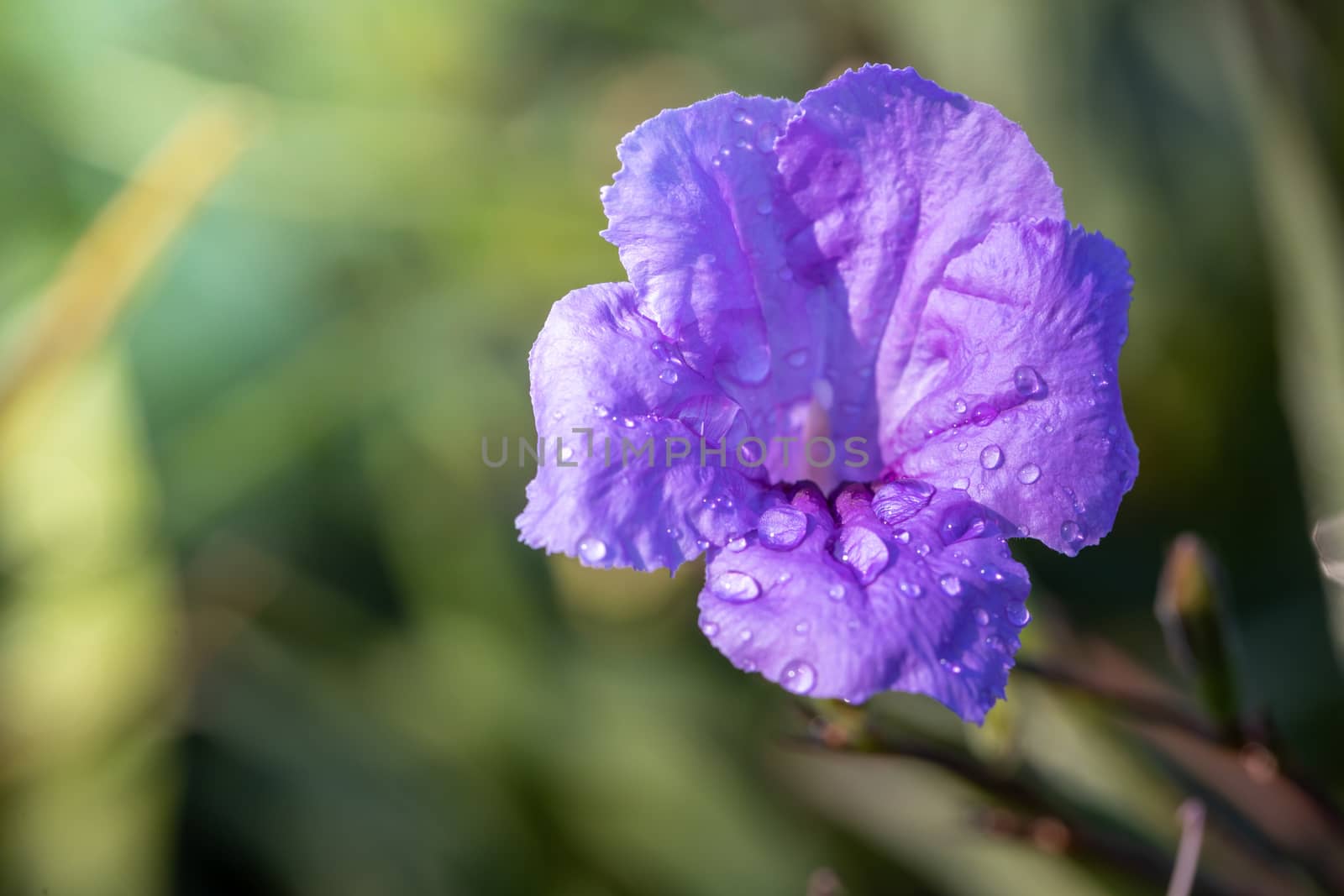 The background image of the colorful flowers, background nature