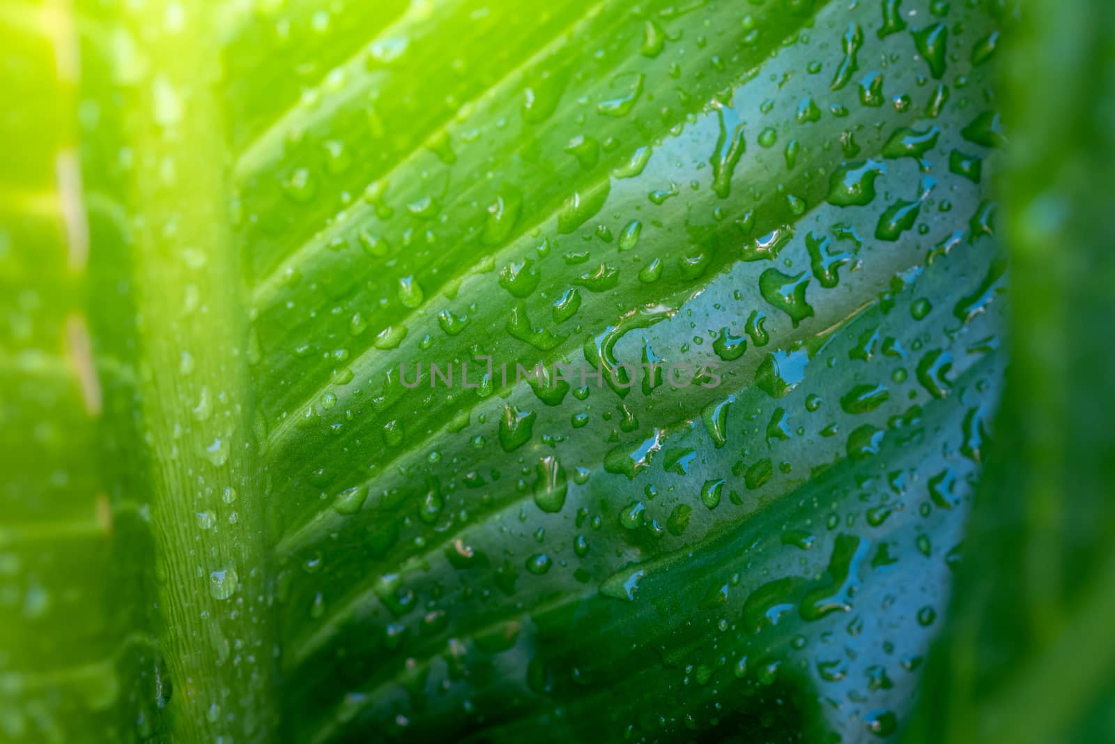 Close Up green leaf under sunlight in the garden. Natural background with copy space.