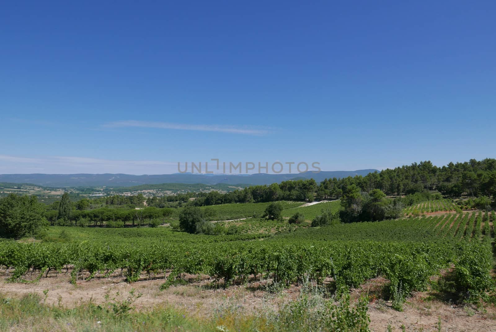 village of vaucluse, roussillon and bonnieux between vineyard and village, France