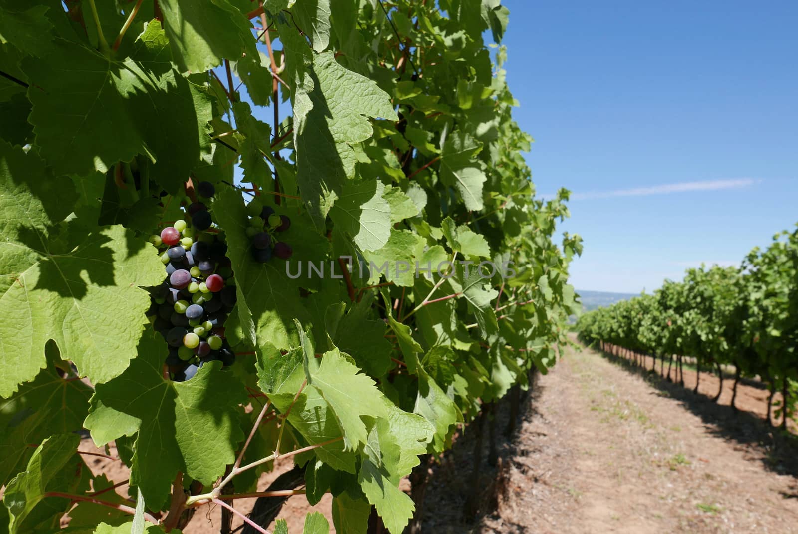 village of vaucluse, roussillon and bonnieux between vineyard and village, France