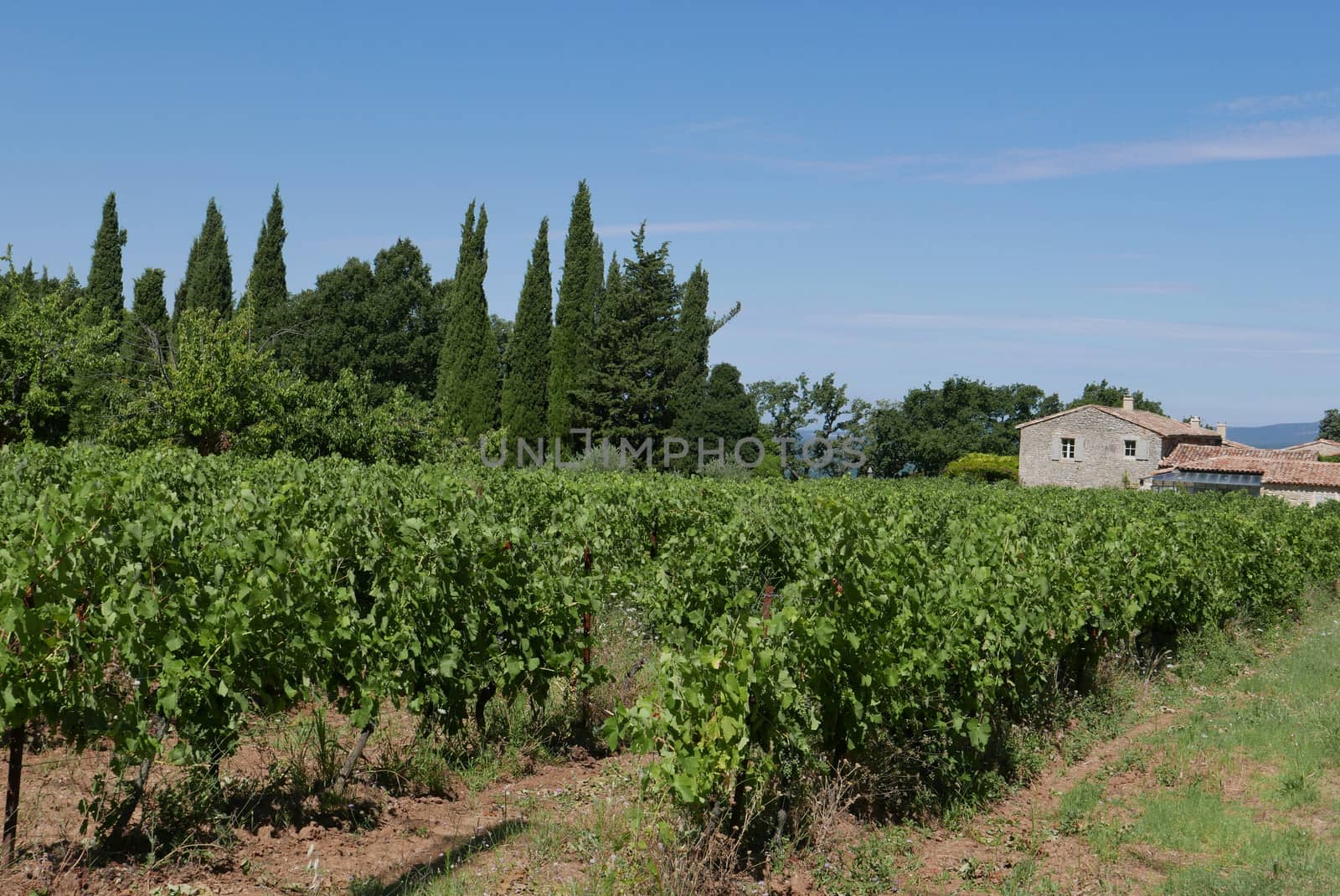 village of vaucluse, roussillon and bonnieux between vineyard and village, France