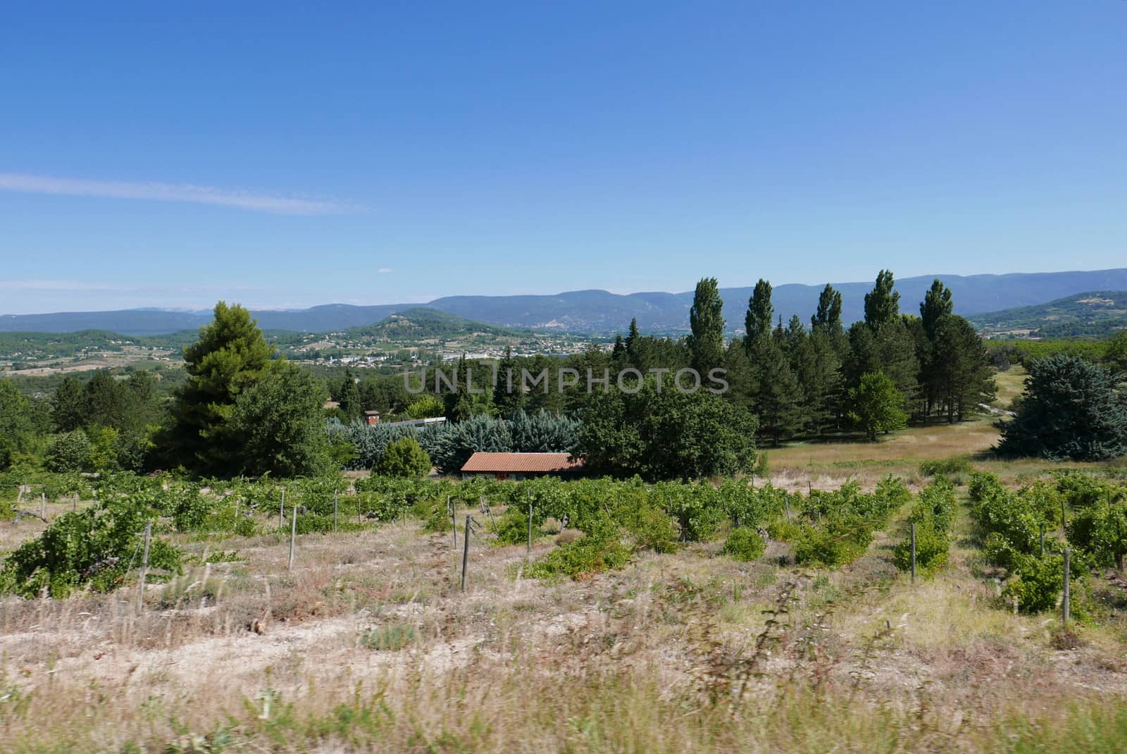 village of vaucluse, roussillon and bonnieux between vineyard and village, France