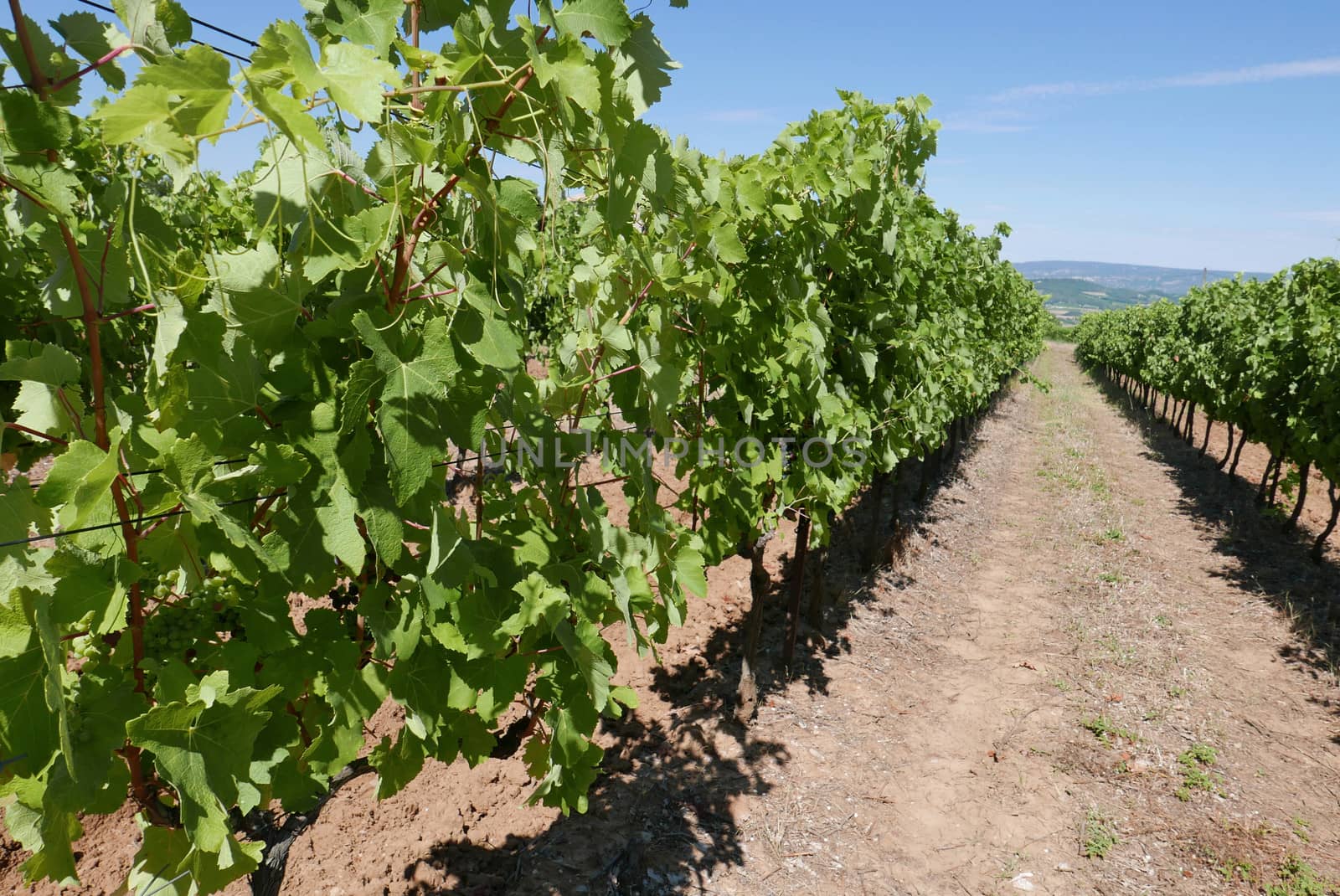 village of vaucluse, roussillon and bonnieux between vineyard and village, France