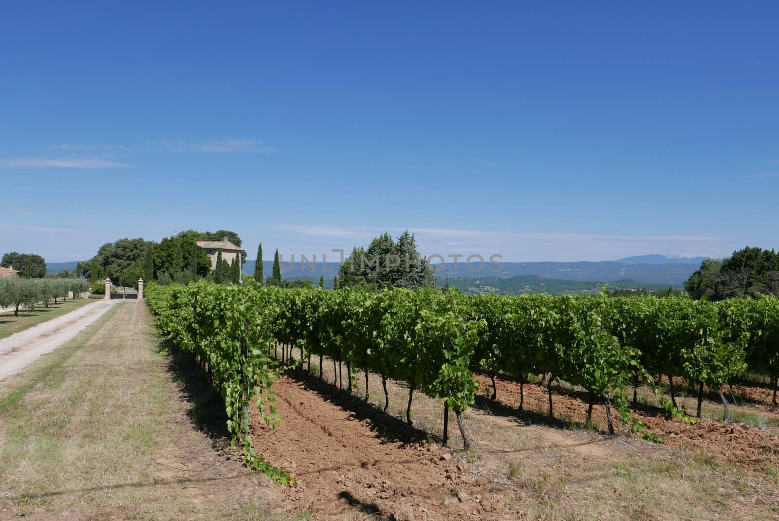 village of vaucluse, roussillon and bonnieux between vineyard and village, France