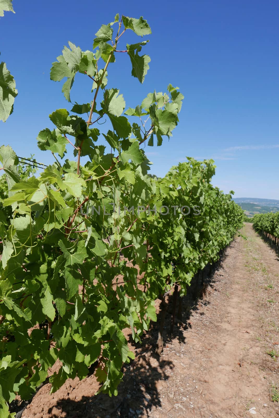 village of vaucluse, roussillon and bonnieux between vineyard and village, France