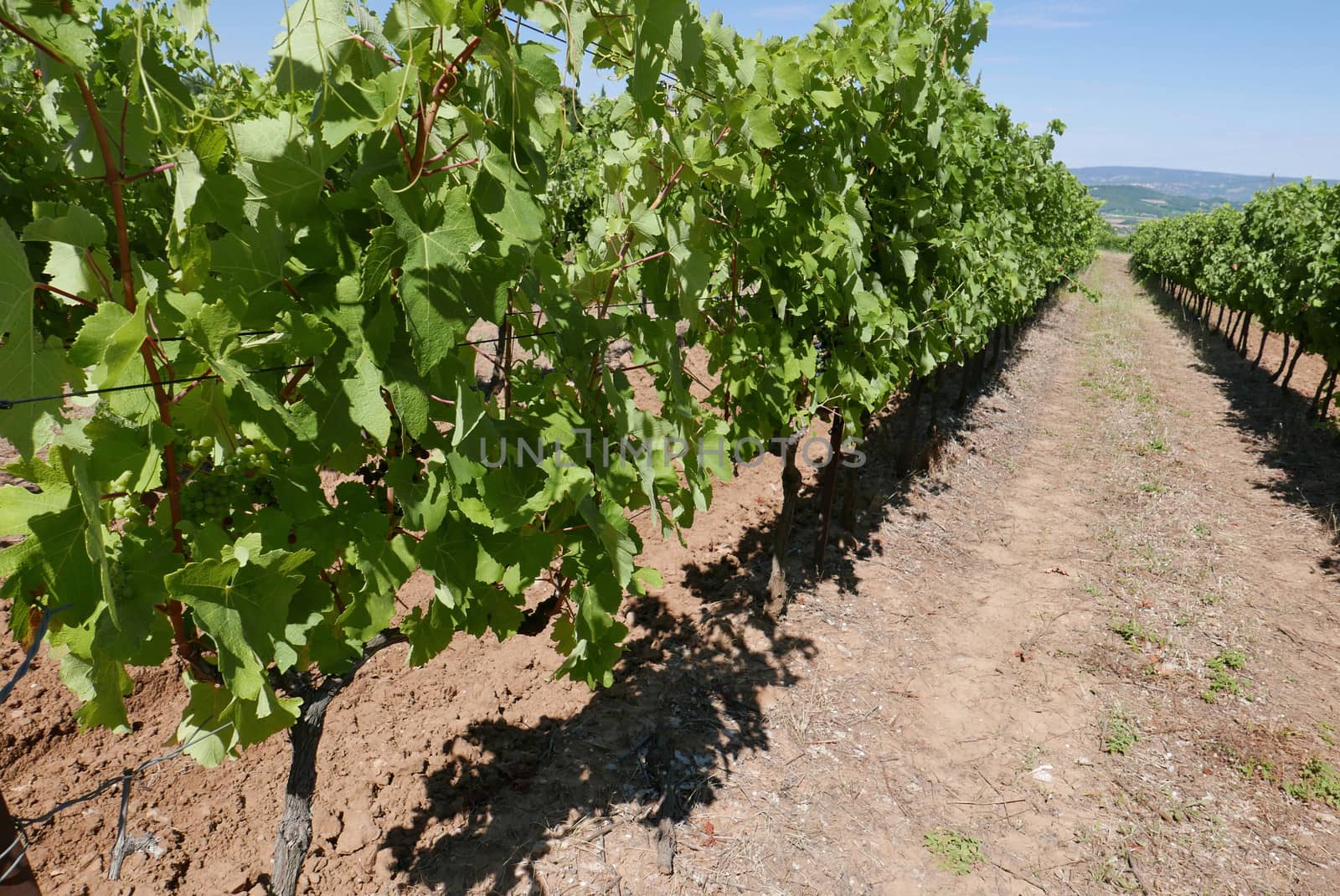village of vaucluse, roussillon and bonnieux between vineyard and village, France