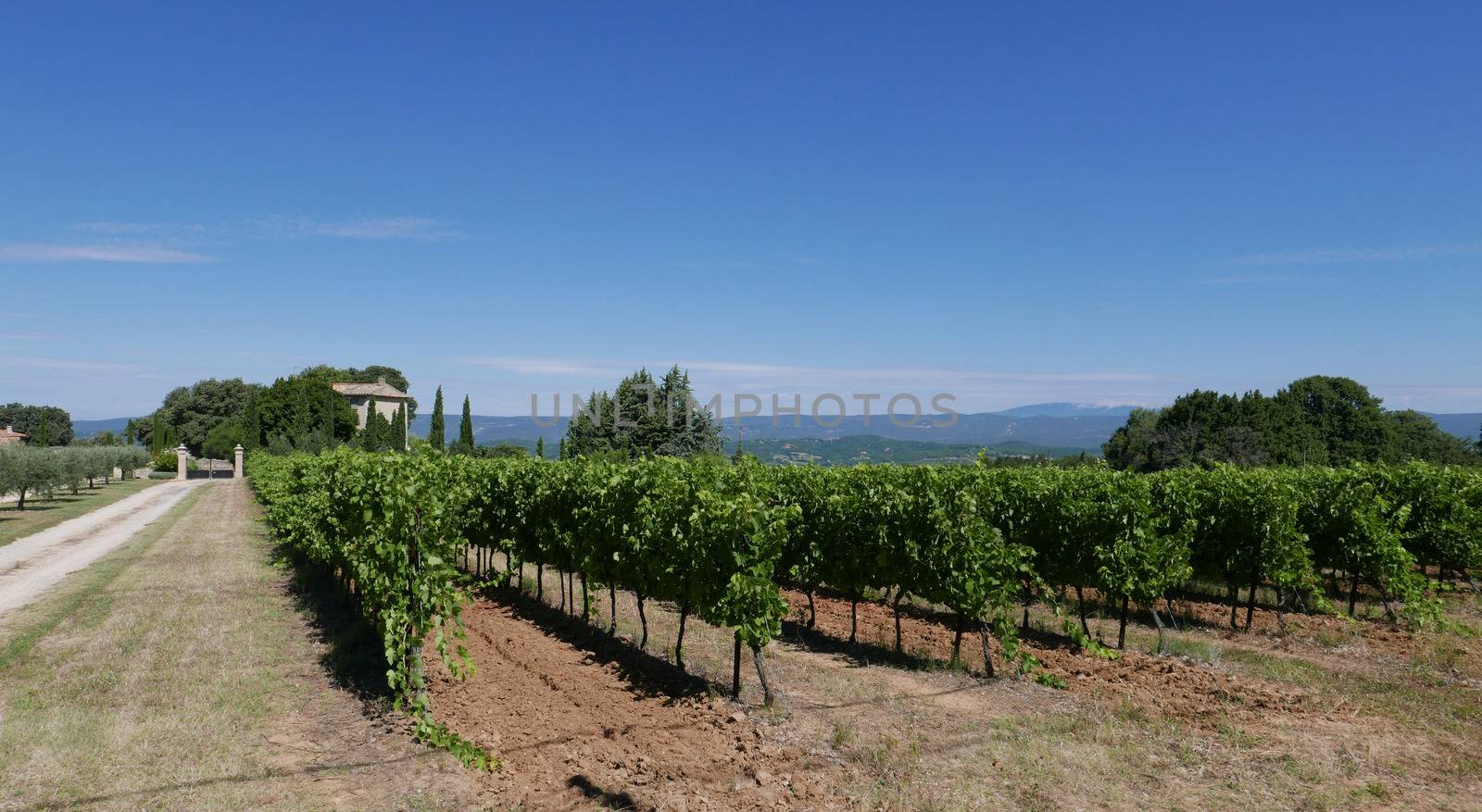village of vaucluse, roussillon and bonnieux between vineyard and village, France