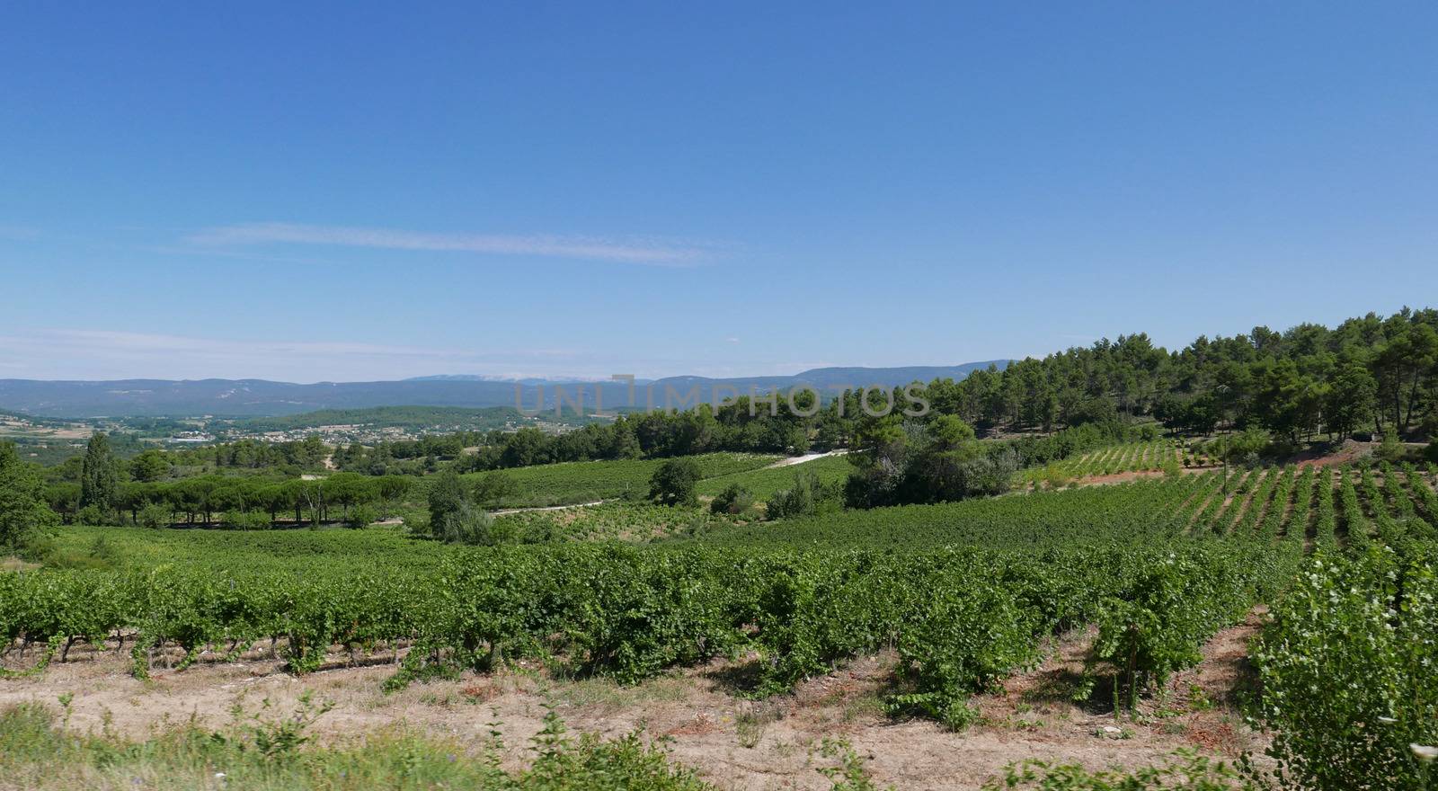 village of vaucluse, roussillon and bonnieux between vineyard and village, France