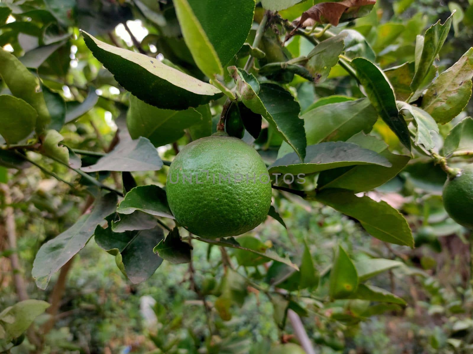 The Close up of green lime on the tree with out of focus blur background