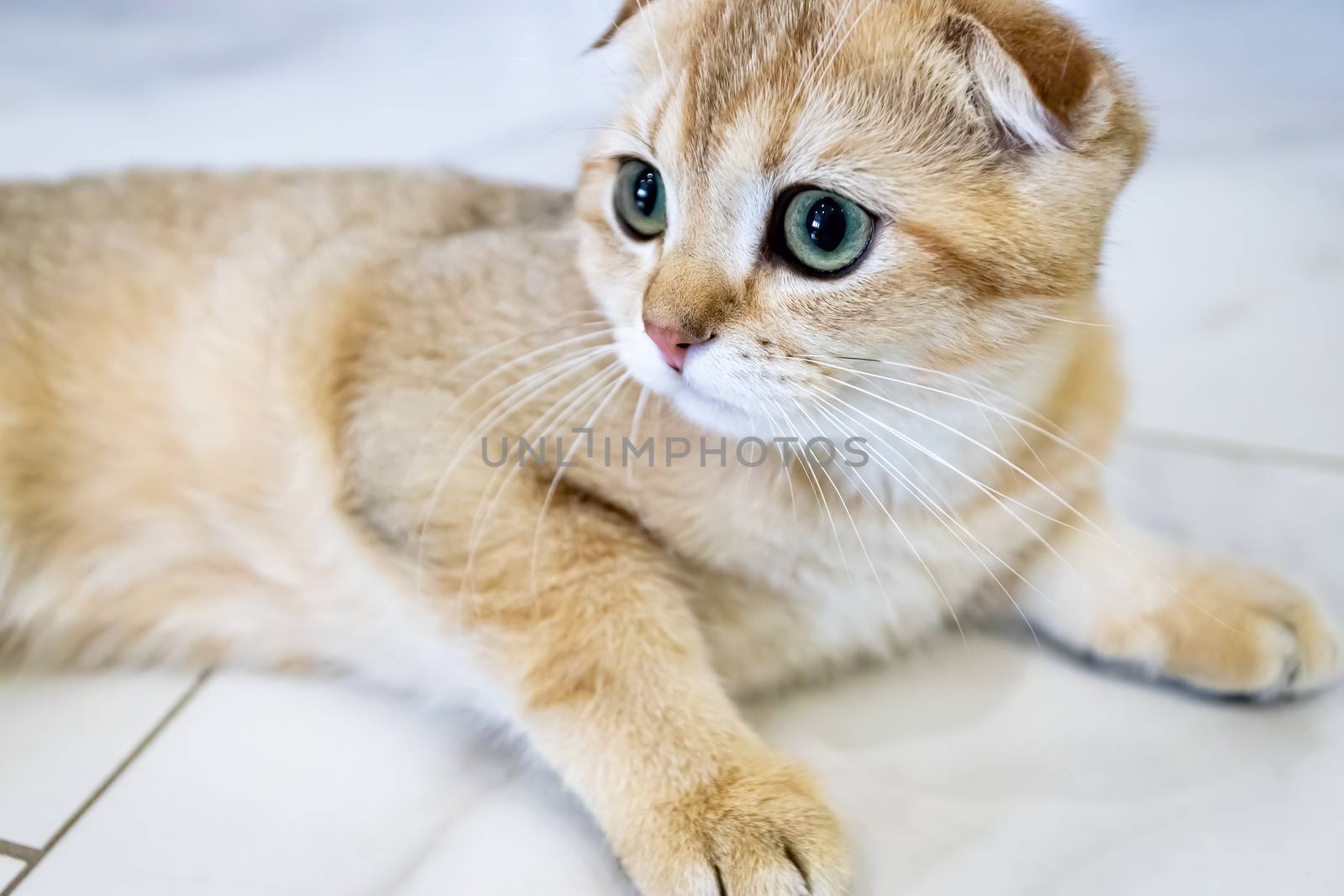 Close-up of a Scottish fold cat, macro portrait, a beige pet with large intelligent eyes