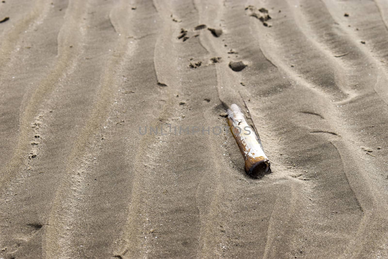 Razor clam shell on a sandy beach in Ireland background by benentaylor