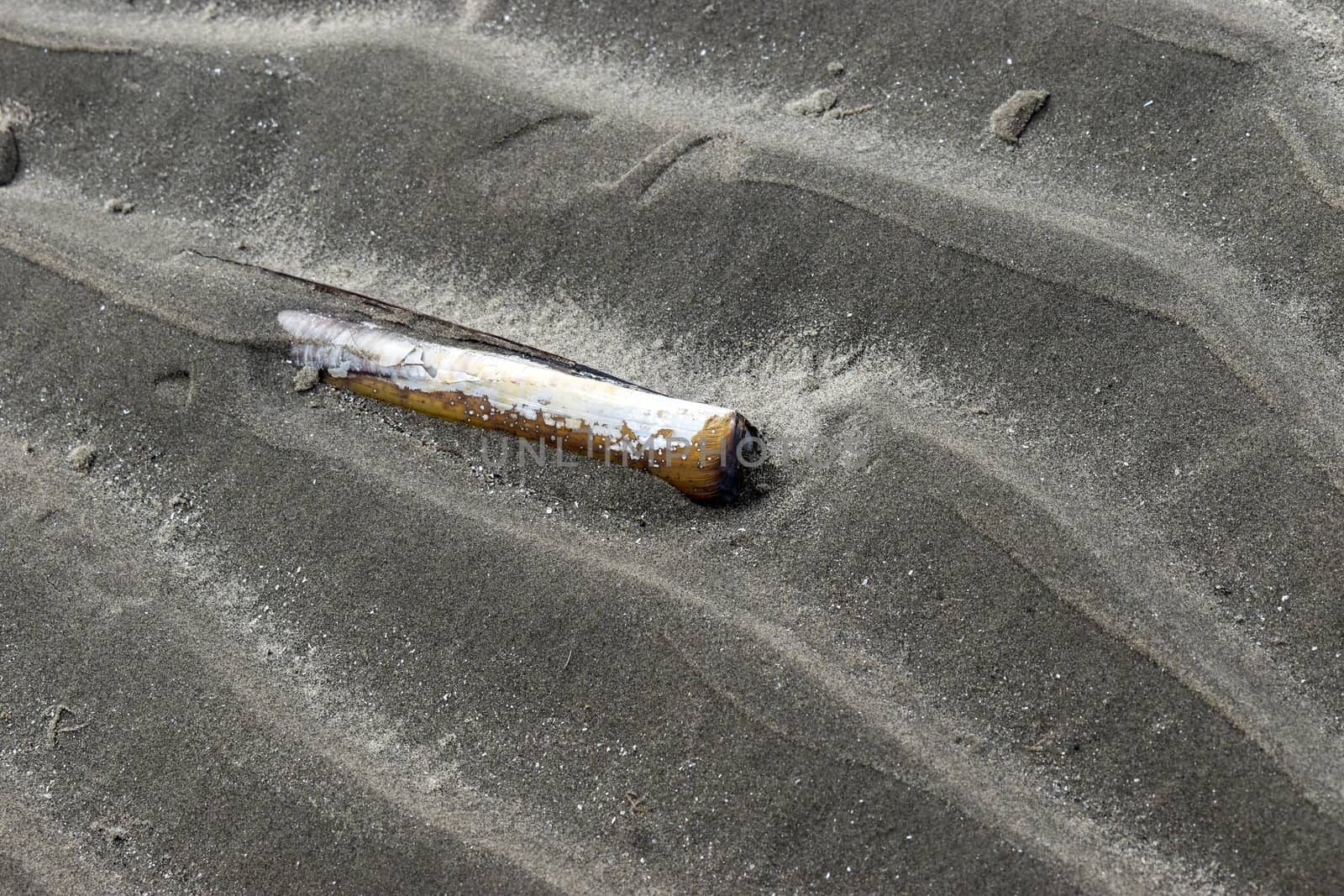 Razor clam shell on a sandy beach in Ireland background by benentaylor