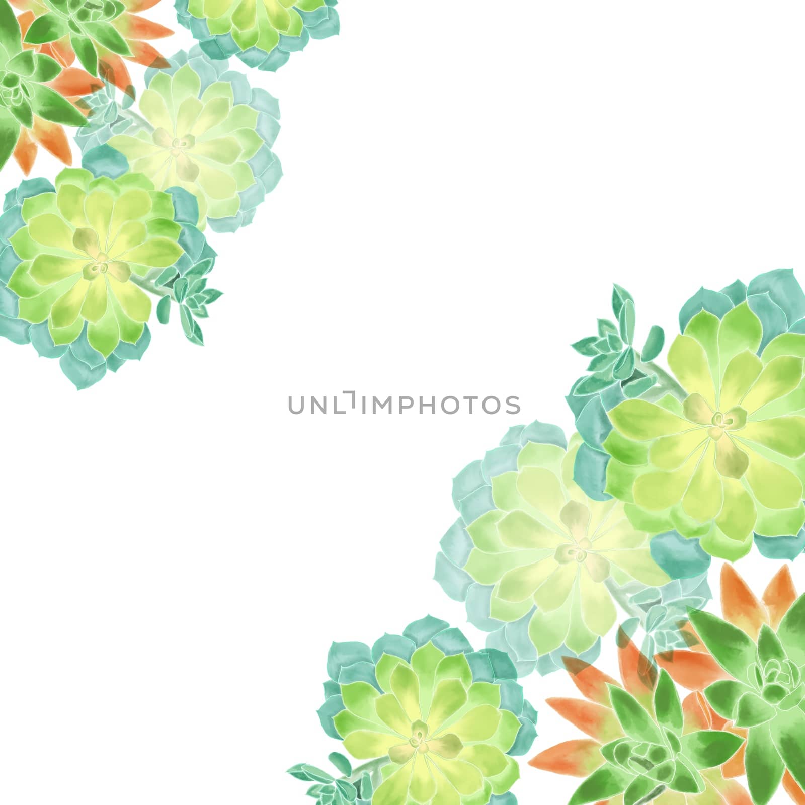 Hand drawn illustration of Watercolor succulents on white background. Botanical Floral bouquet for card design