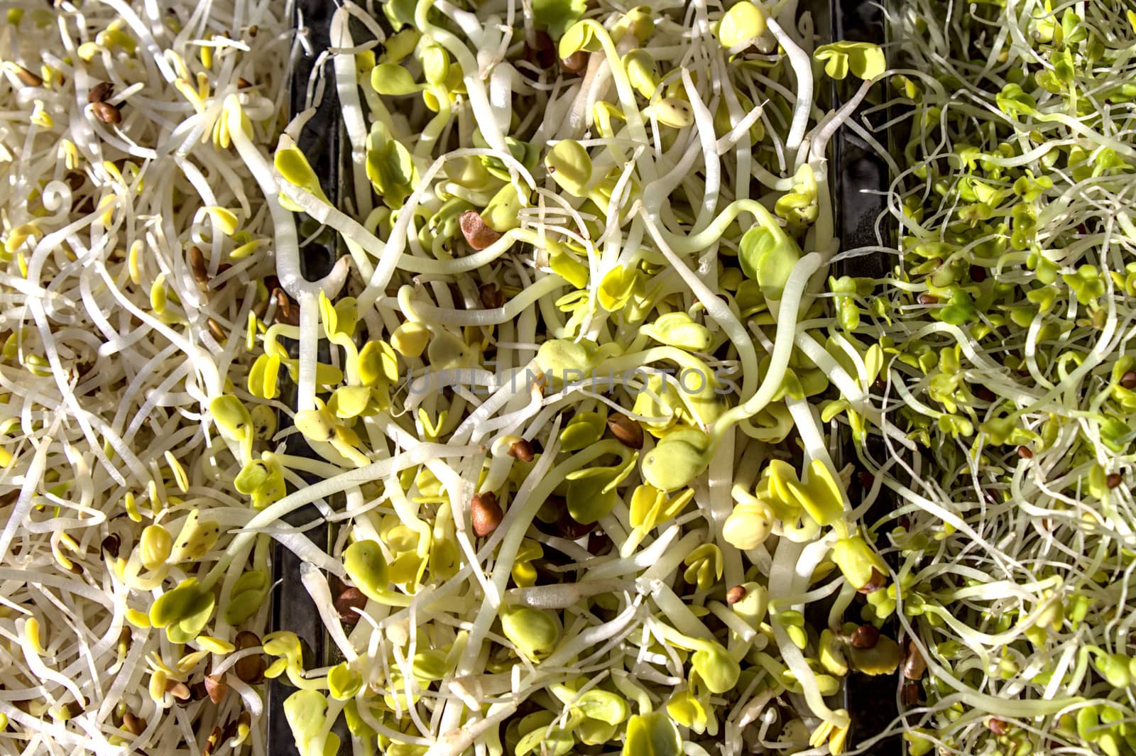 The picture shows three different kinds of sprouts