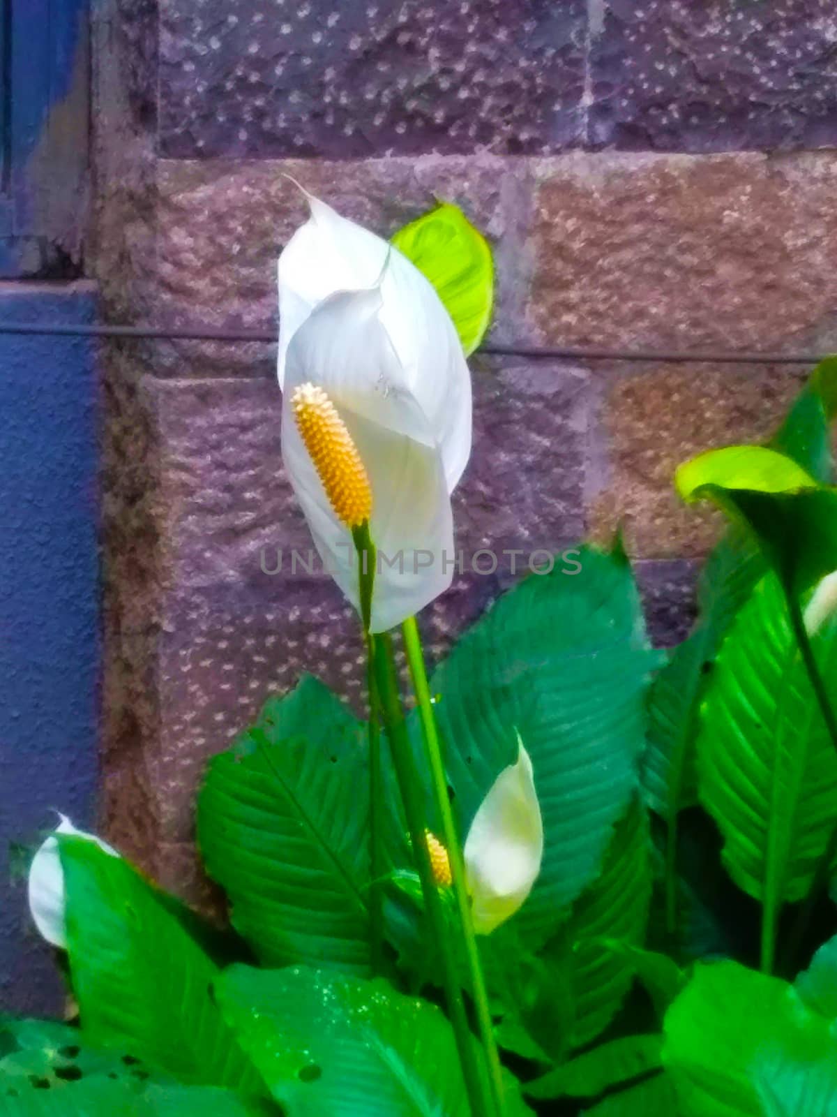 beautiful flowers in the garden