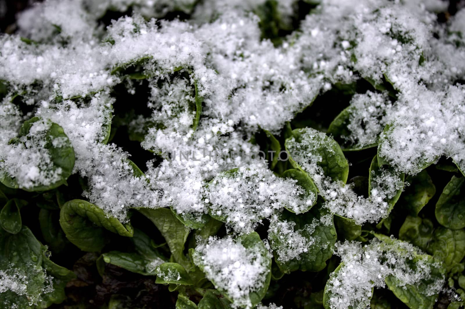 The picture shows lamb`s lettuce in the winter