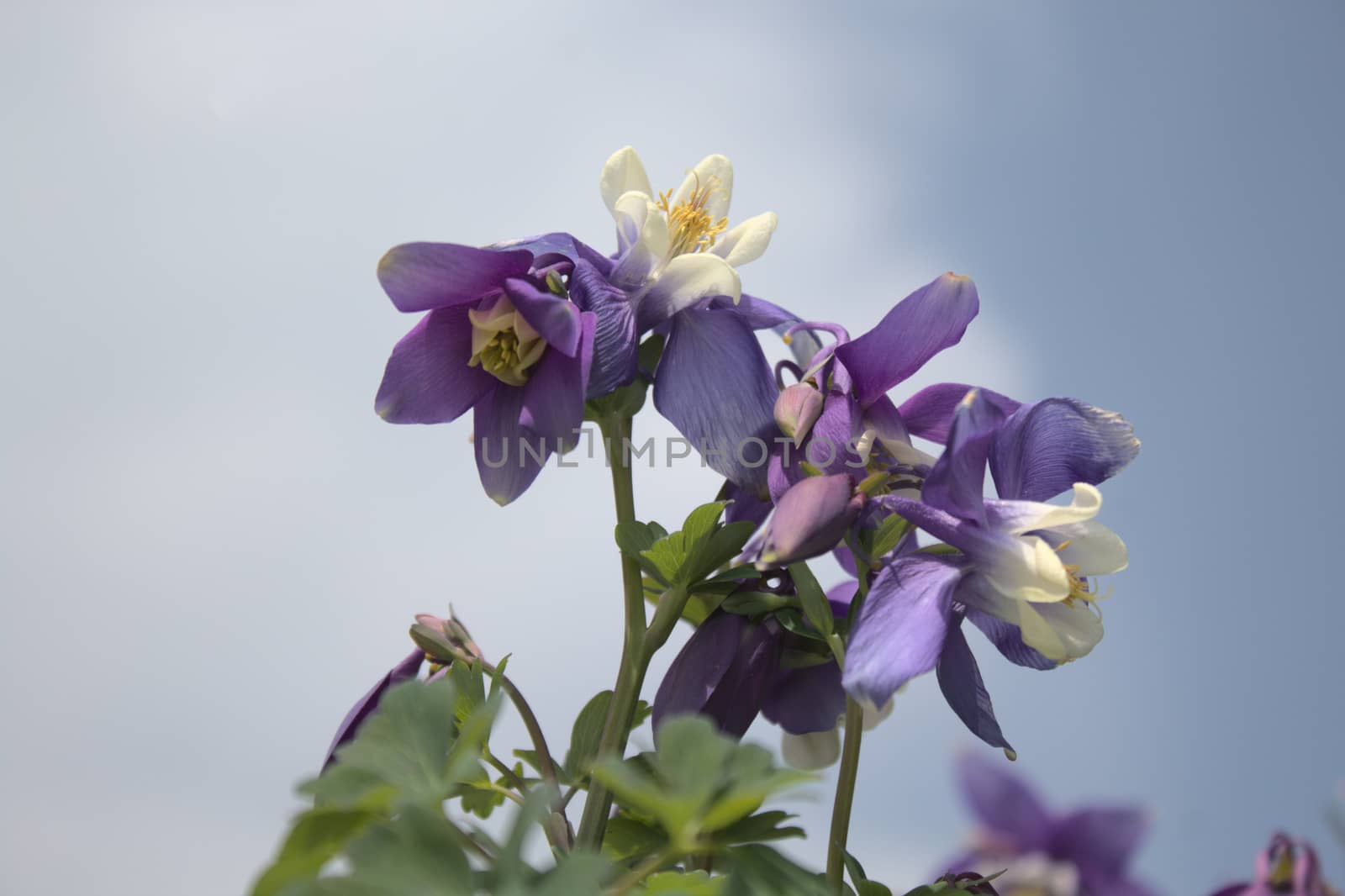 The picture shows a columbine in the garden