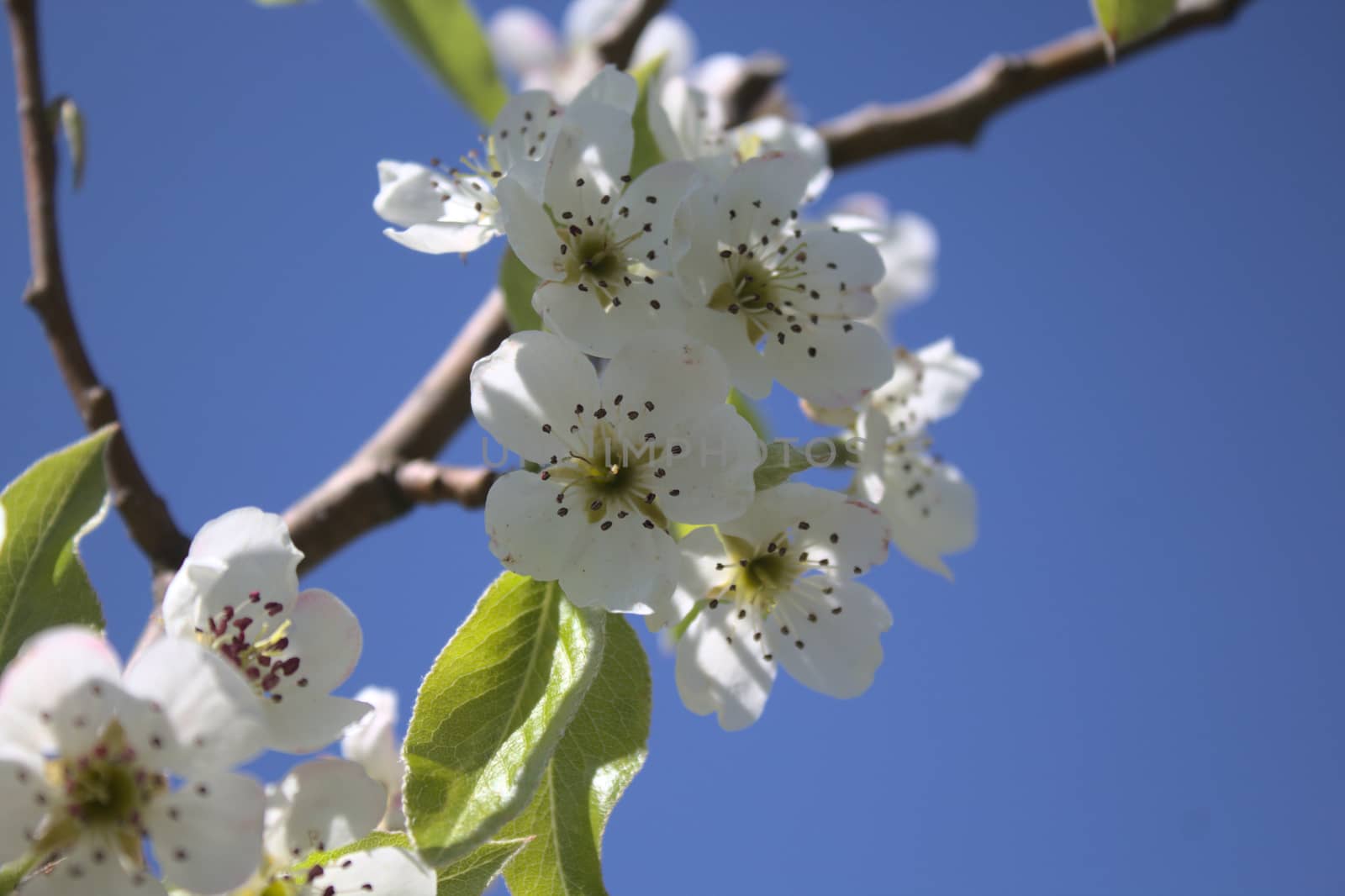 wonderful apple tree blossoms in the garden by martina_unbehauen