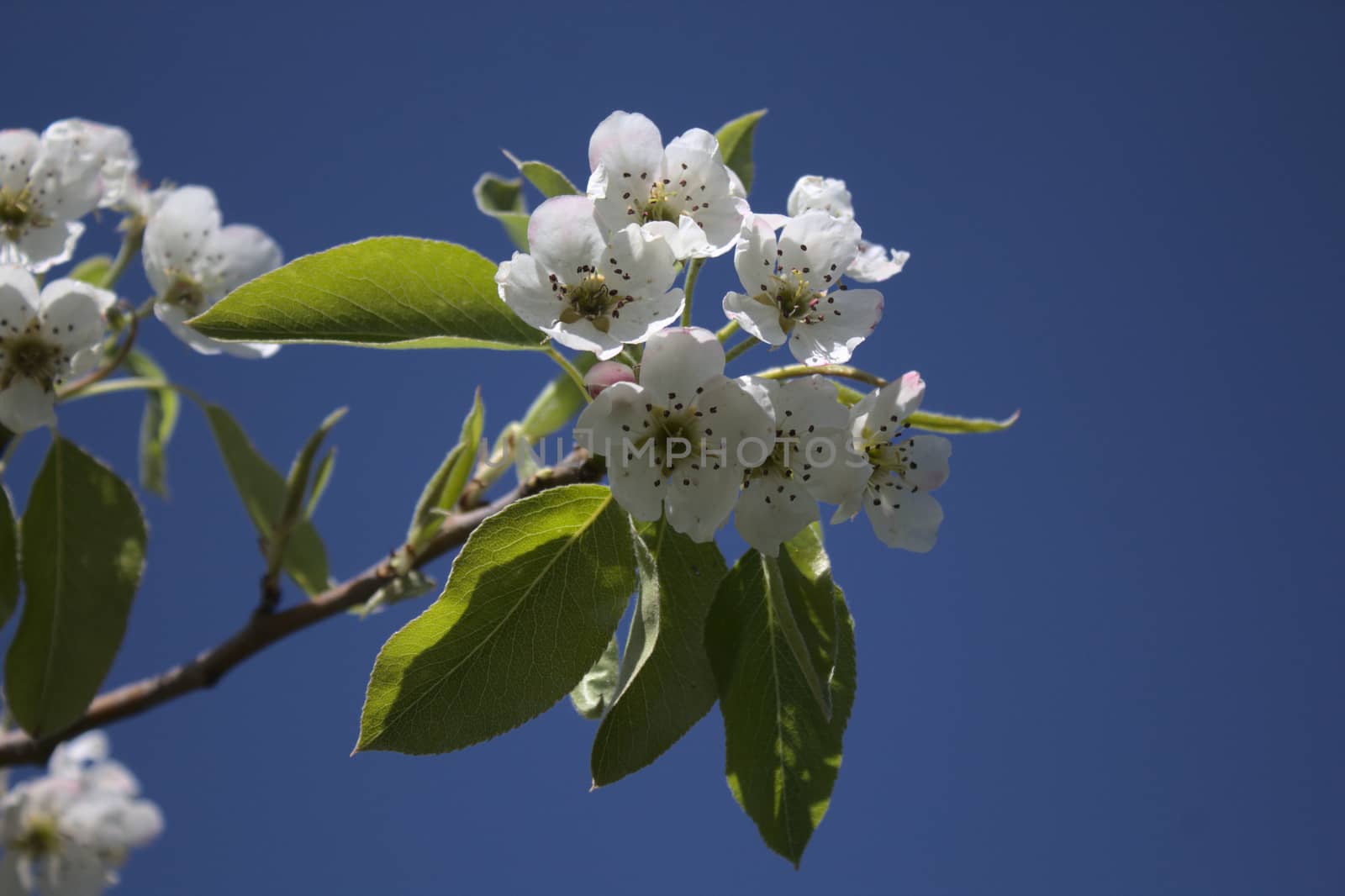 wonderful apple tree blossoms in the garden by martina_unbehauen