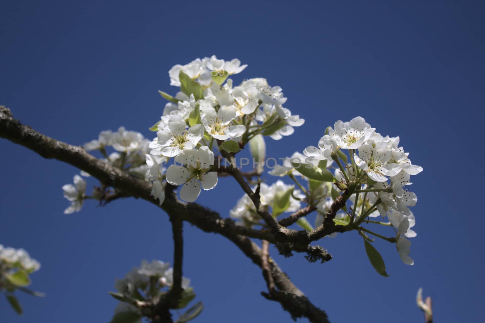 wonderful apple tree blossoms in the garden by martina_unbehauen