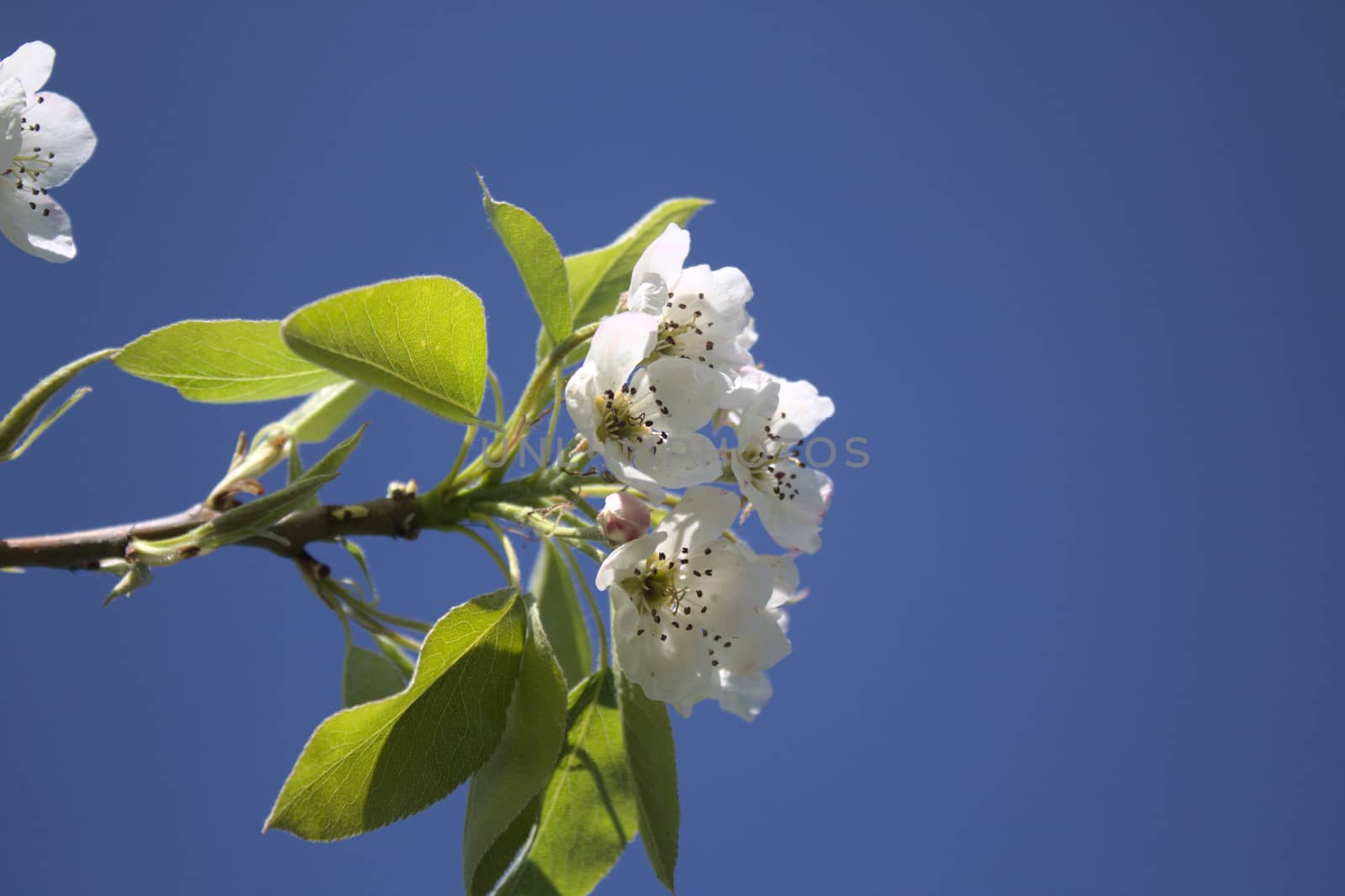 wonderful apple tree blossoms in the garden by martina_unbehauen