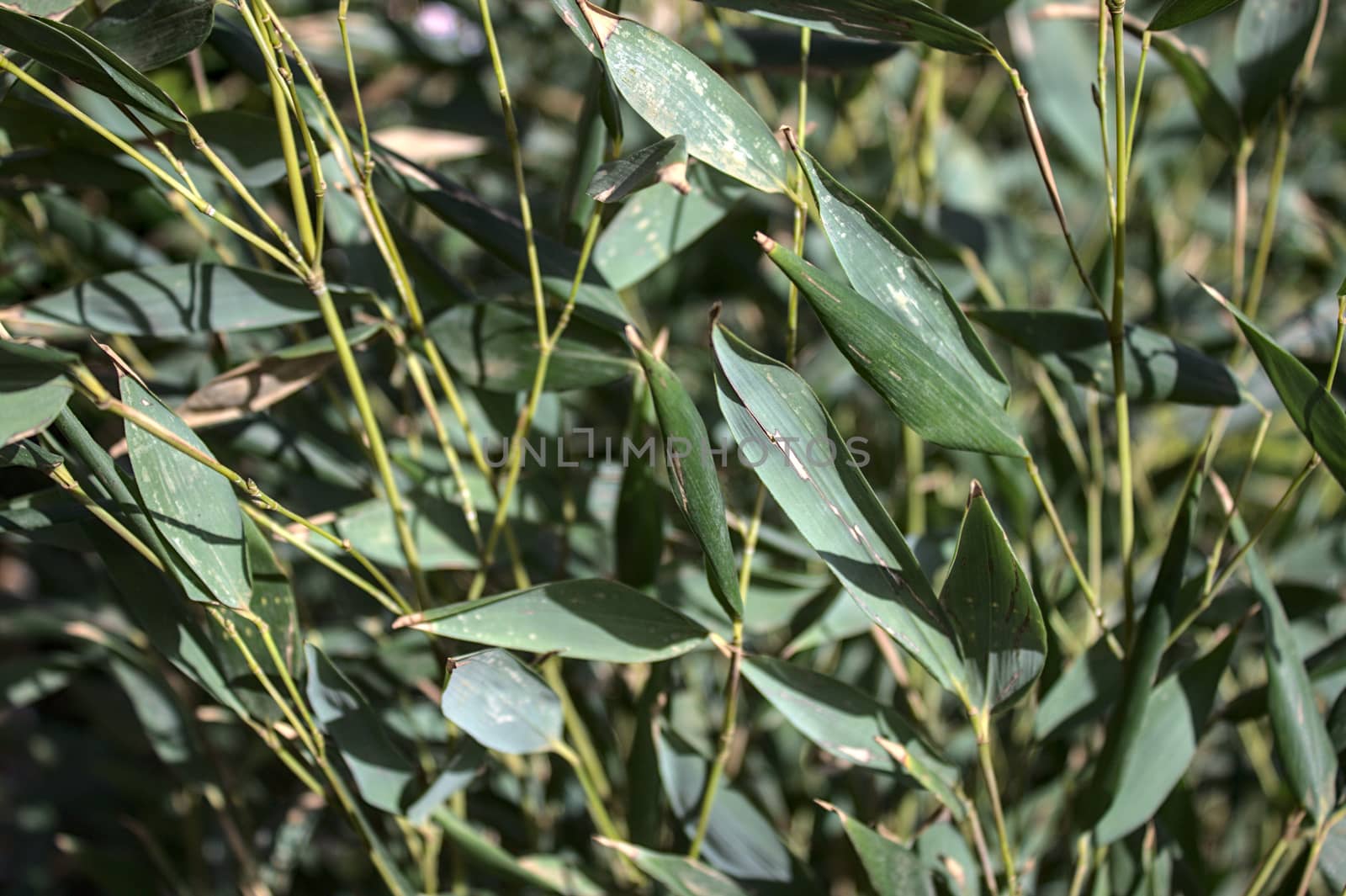 beautiful bamboo in the garden by martina_unbehauen