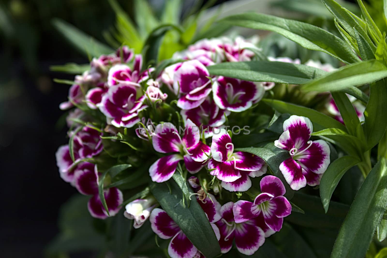The picture shows sweet william in the garden