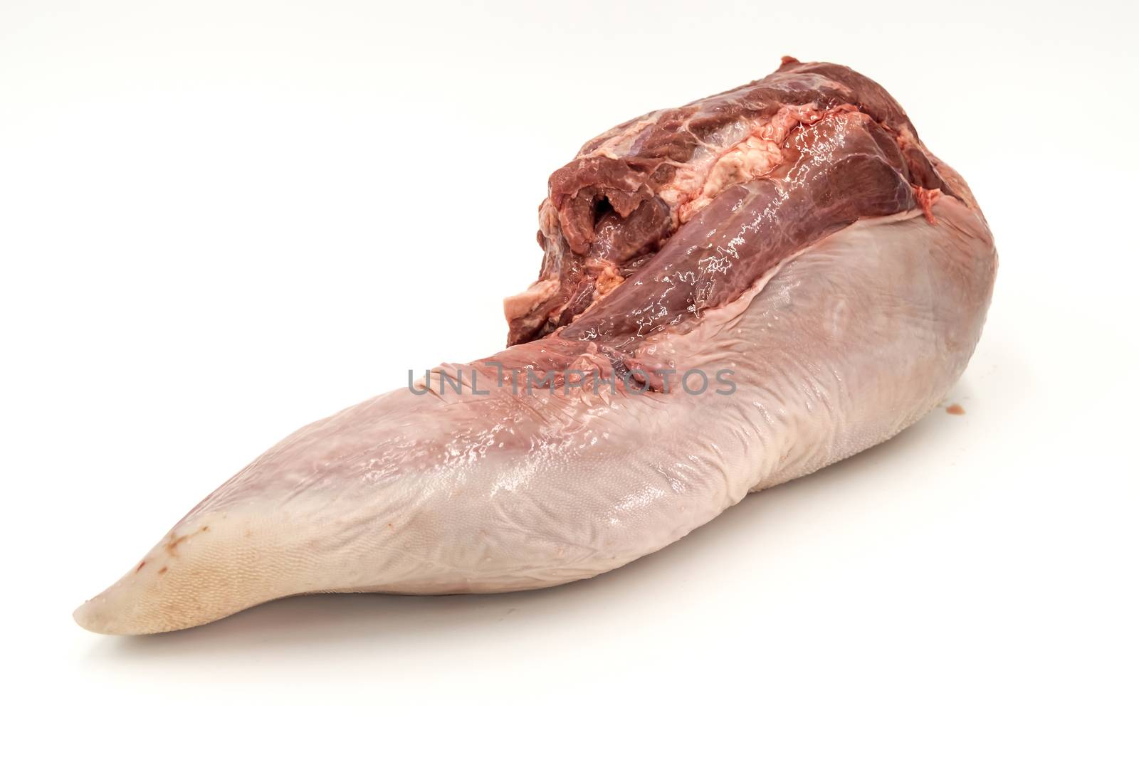 front view of a fresh beef tongue on a white background