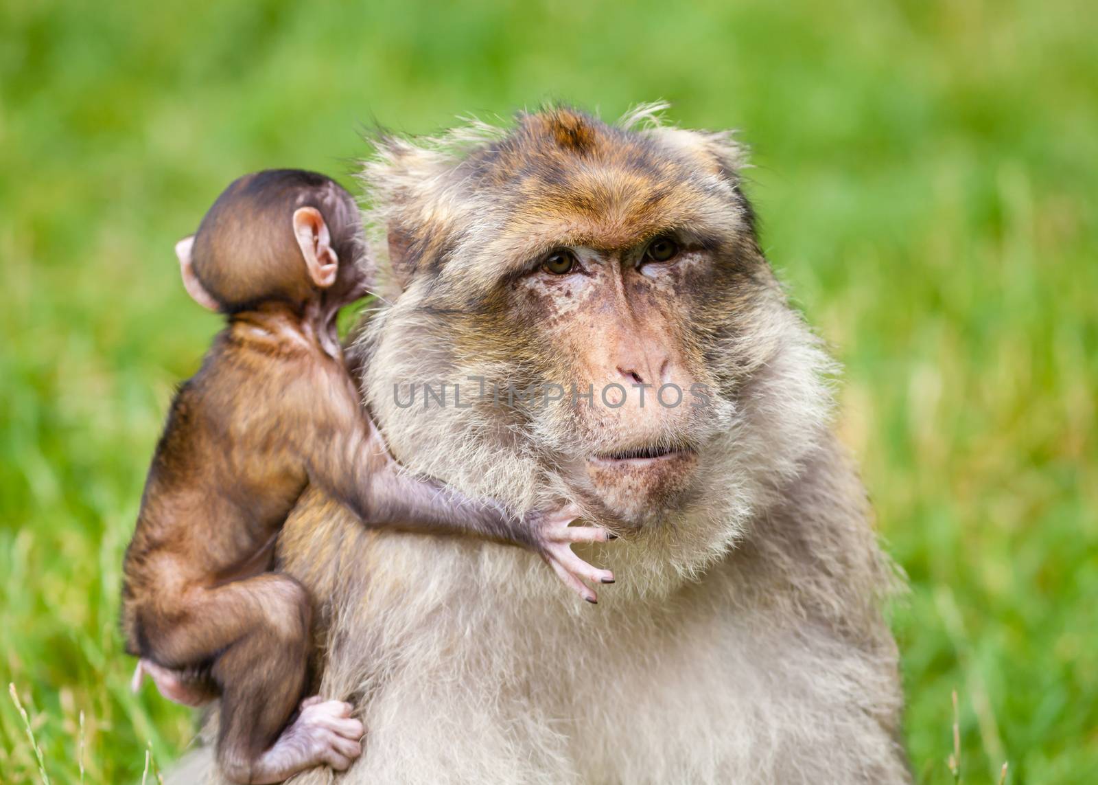 Barbary Macaque Monkeys by ATGImages