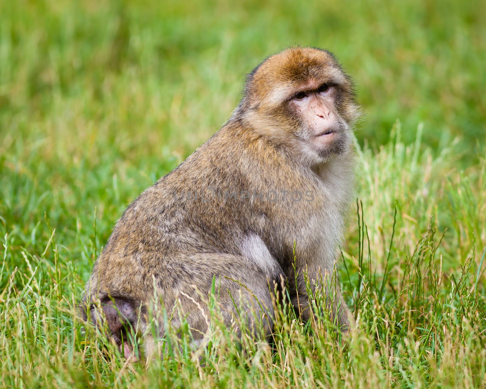 Barbary macaques monkeys live in the Atlas Mountains of Algeria and Morocco.