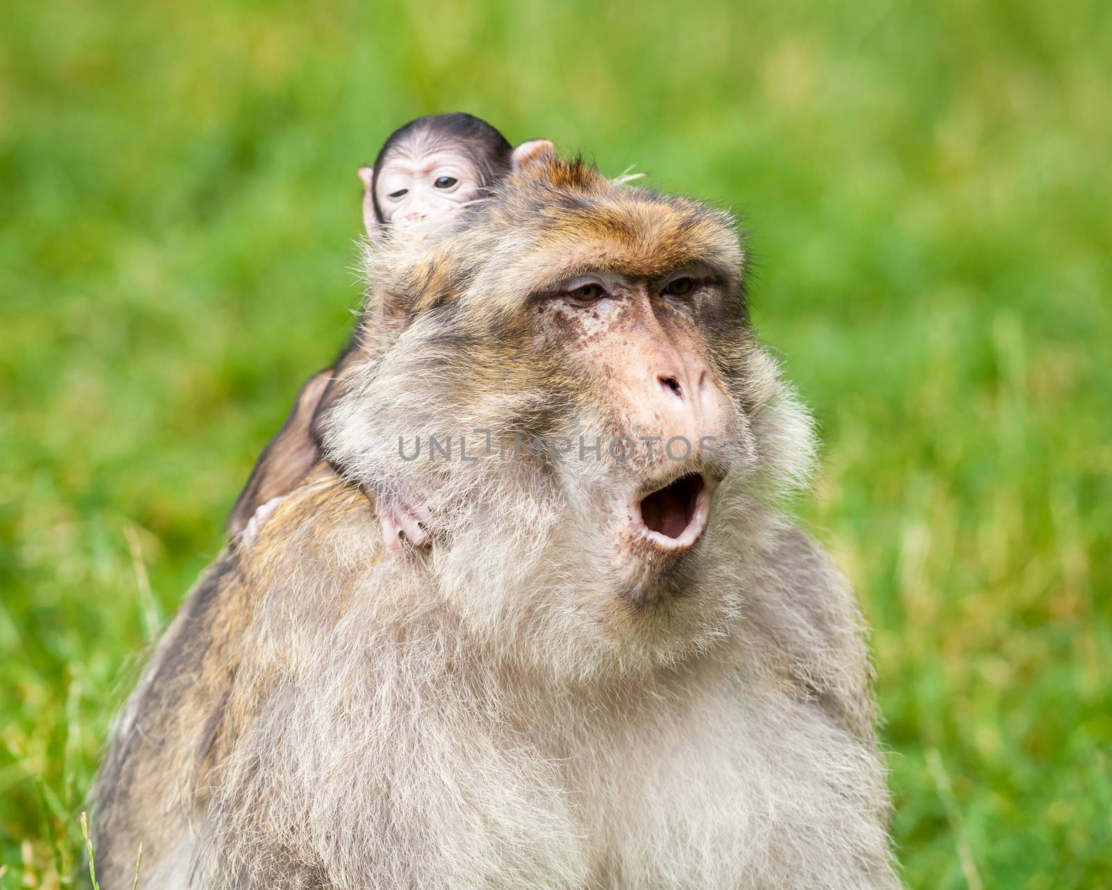 A baby macaque monkey and their mother is pictured.  Barbary macaque monkeys live in the Atlas Mountains of Algeria and Morocco.