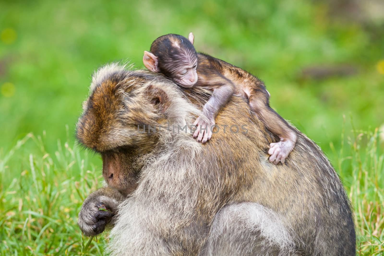 A baby macaque monkey and their mother is pictured.  Barbary macaque monkeys live in the Atlas Mountains of Algeria and Morocco.