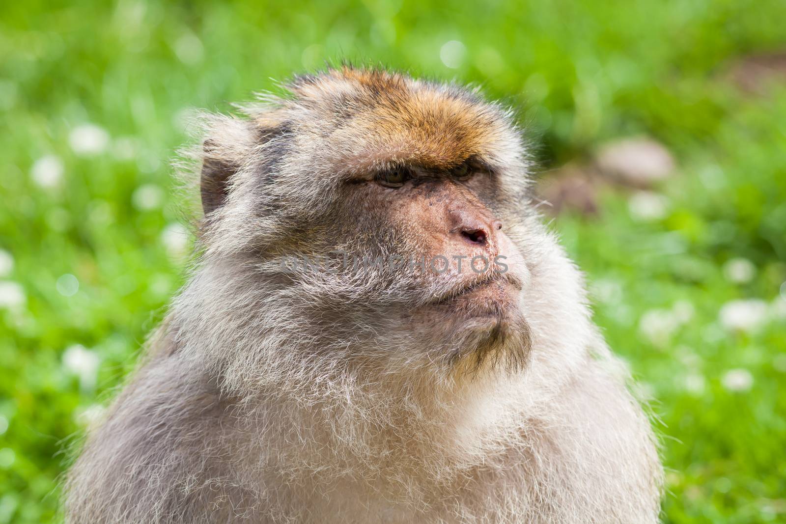 Barbary Macaque Monkey by ATGImages