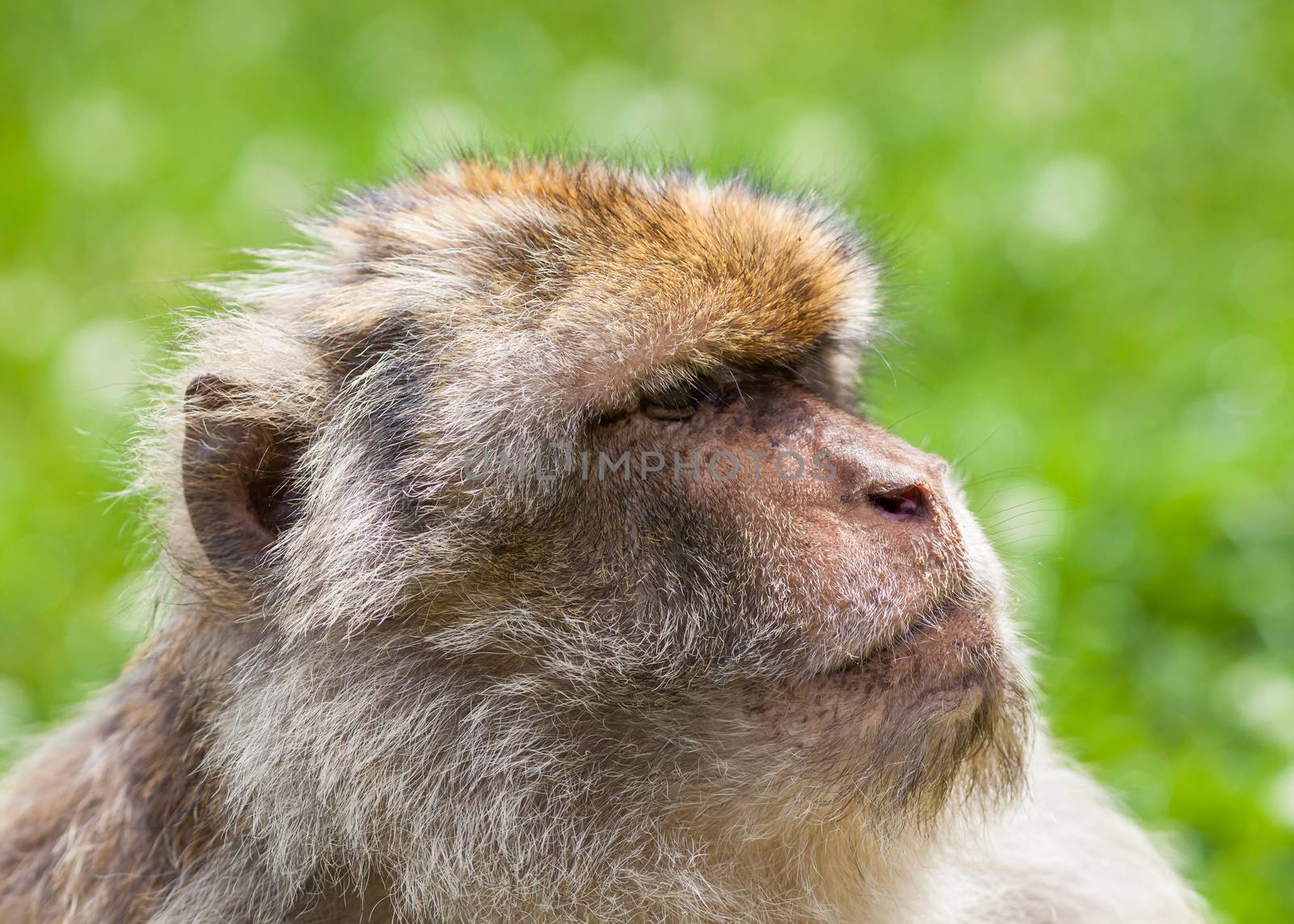 A close up picture of a Barbary macaque monkey.  The monkeys live in the Atlas Mountains of Algeria and Morocco.