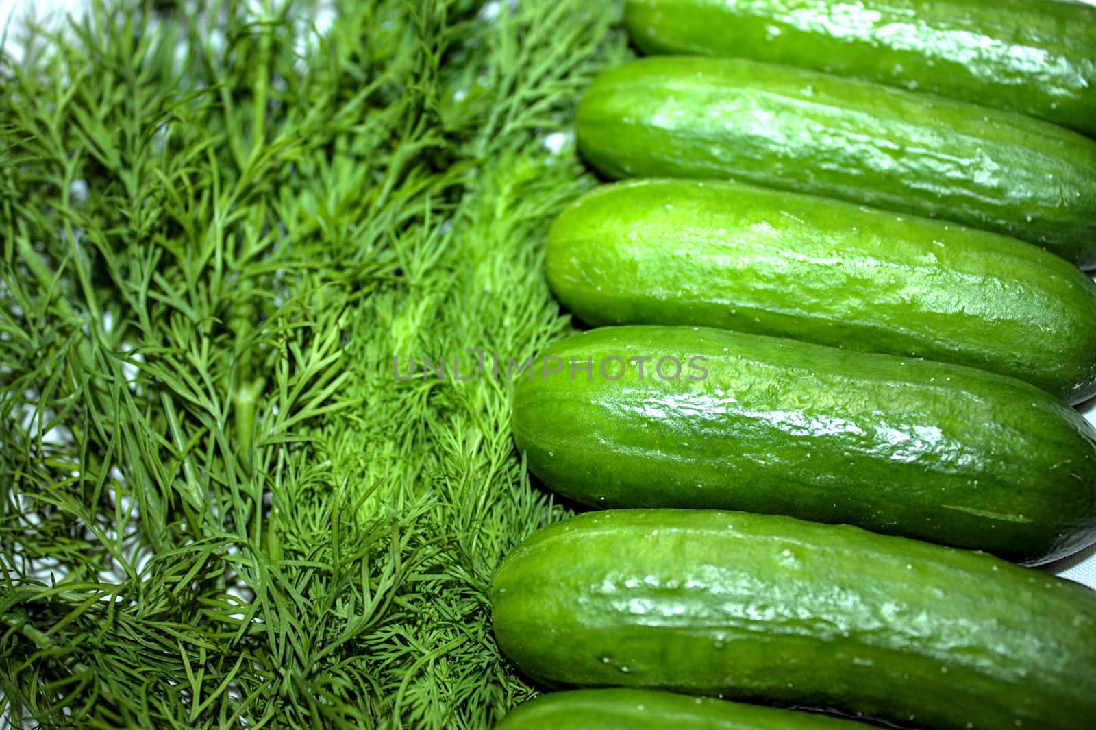 The picture shows little cucumber and fresh dill