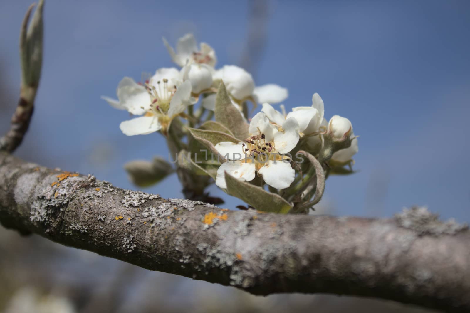 The picture shows blossoms of a pear tree
