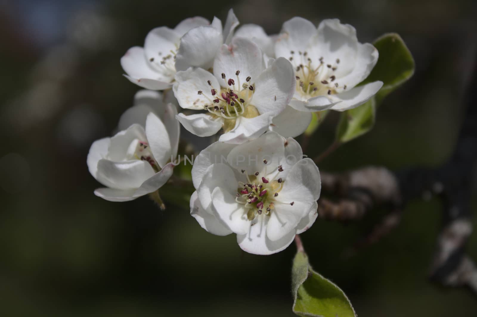 The picture shows blossoms of a pear tree