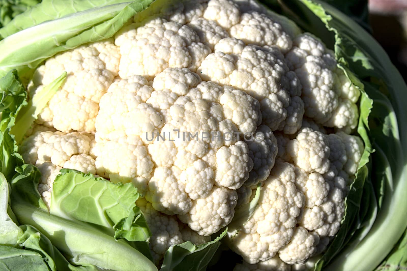 fresh cauliflower with many leaves by martina_unbehauen