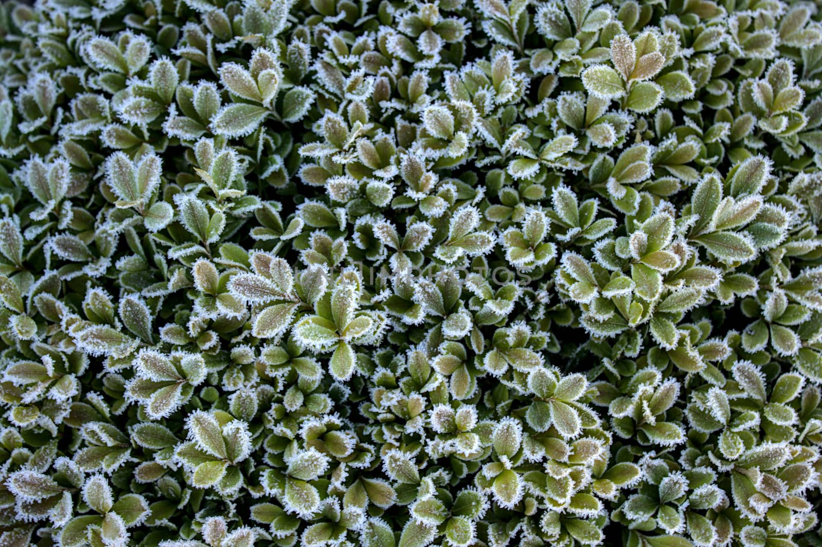 box with hoarfrost by martina_unbehauen