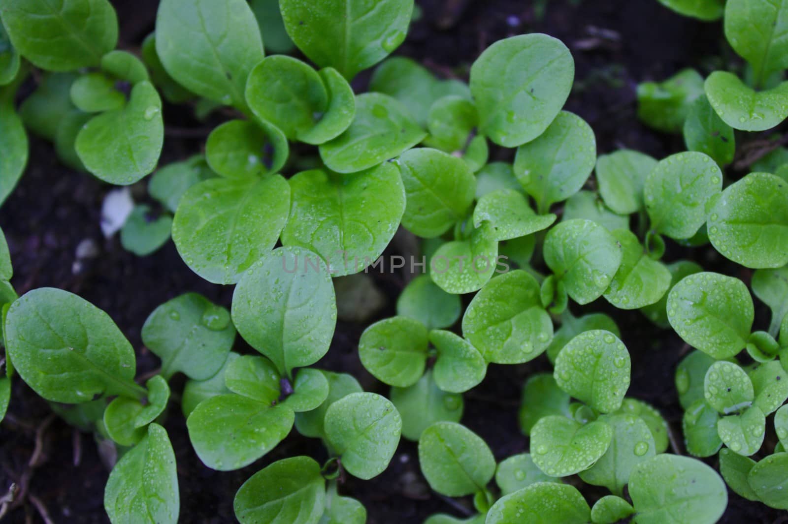 The picture shows lamb`s lettuce in the garden