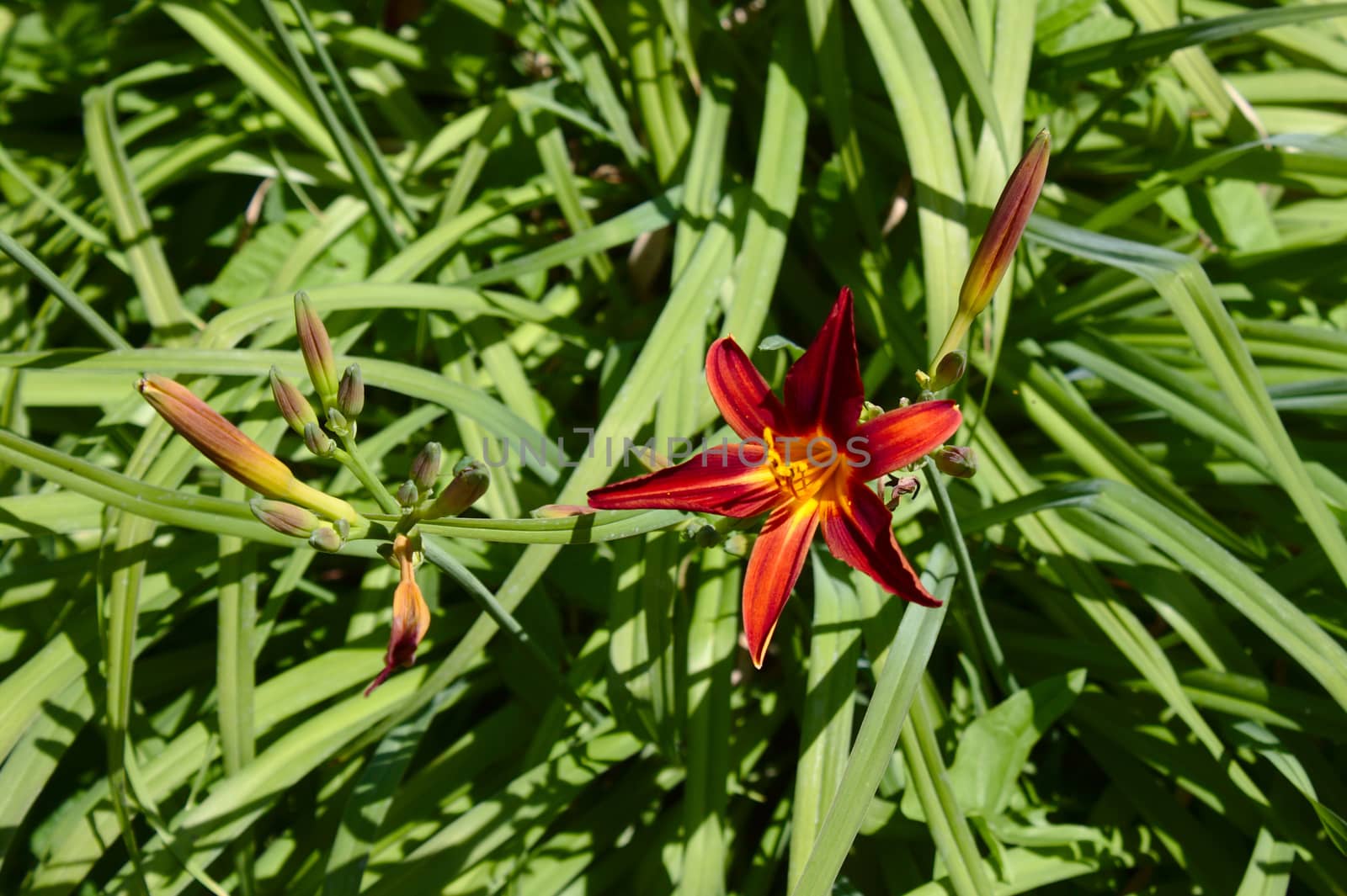 The picture shows red lily flowers in the garden
