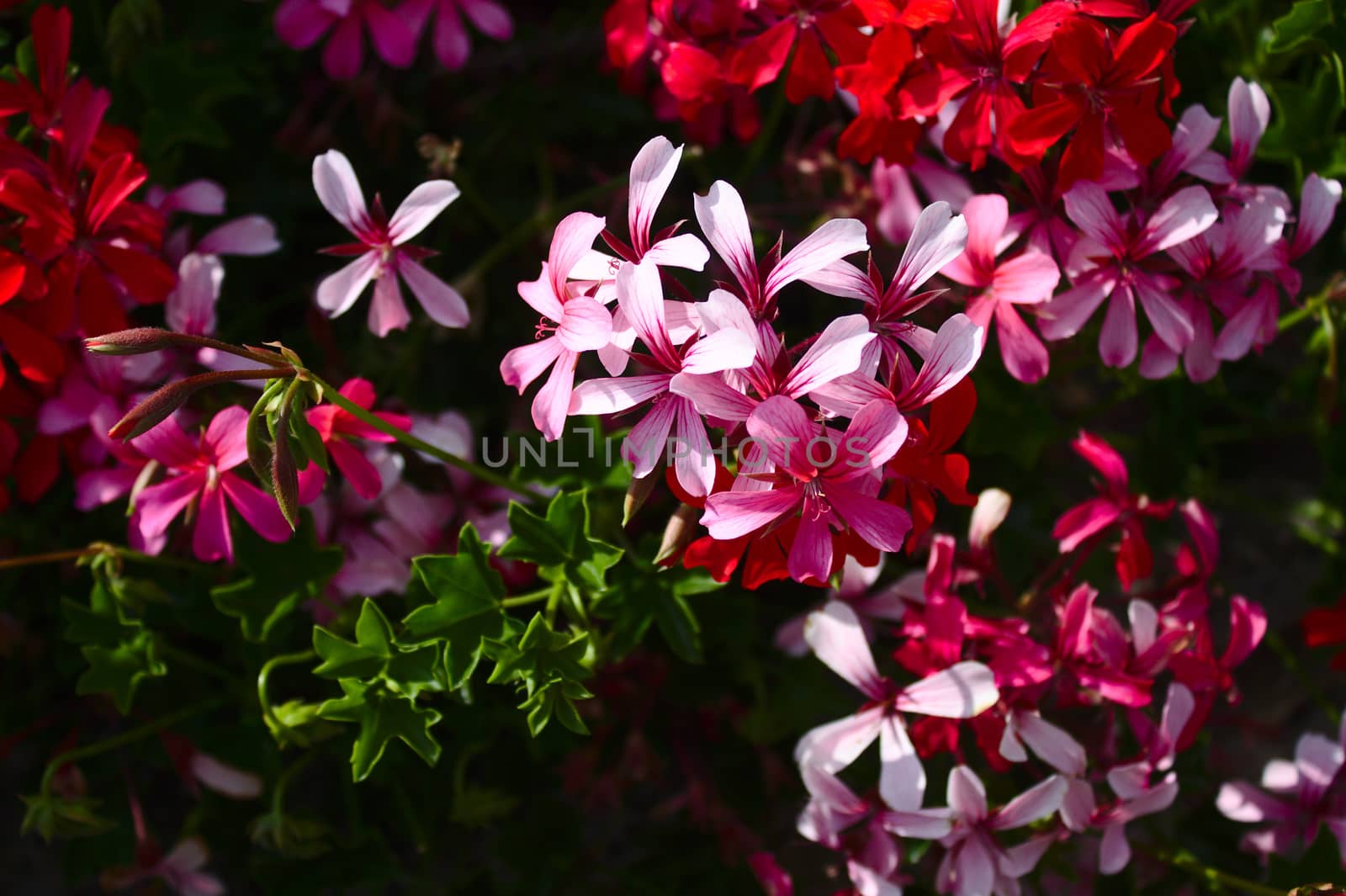 The picture shows a pelargonium webcap in the garden