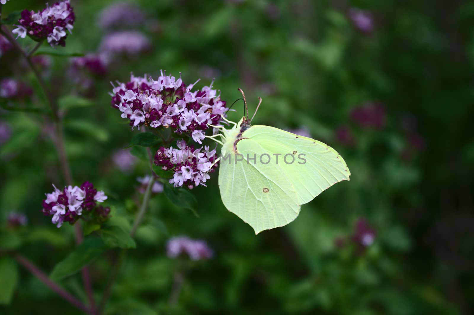 brimstone butterfly on a mint in the forest by martina_unbehauen
